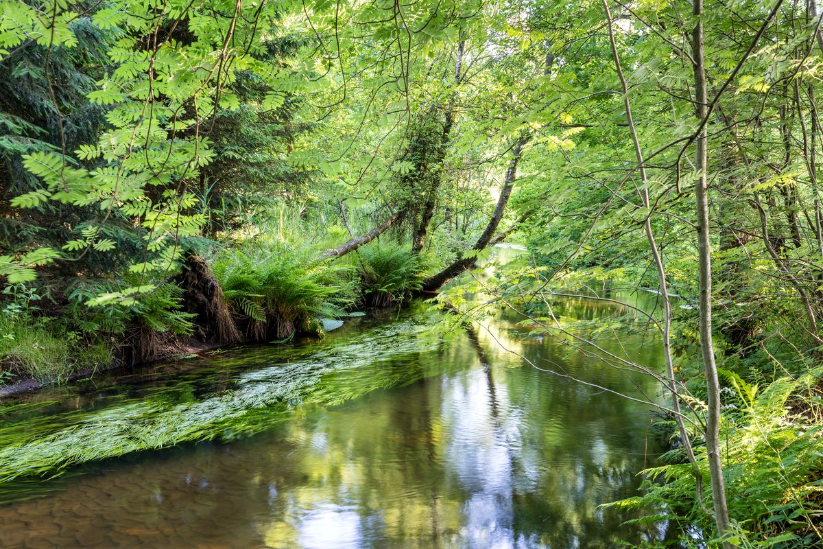 Der Fluss Örtze | Lüneburger Heide