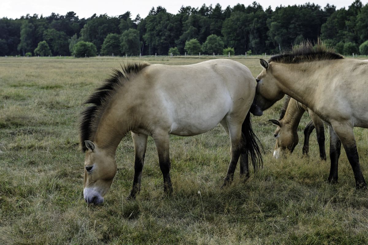 Przewalski-Pferde auf der Hornbosteler Hutweide