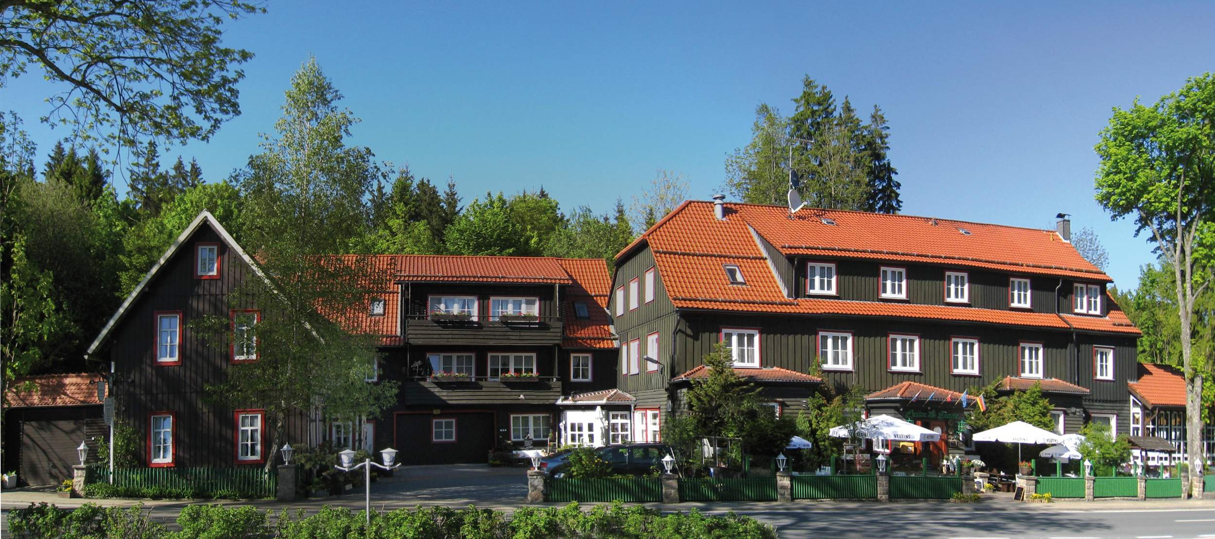 Mandelholz - Grüne Tanne