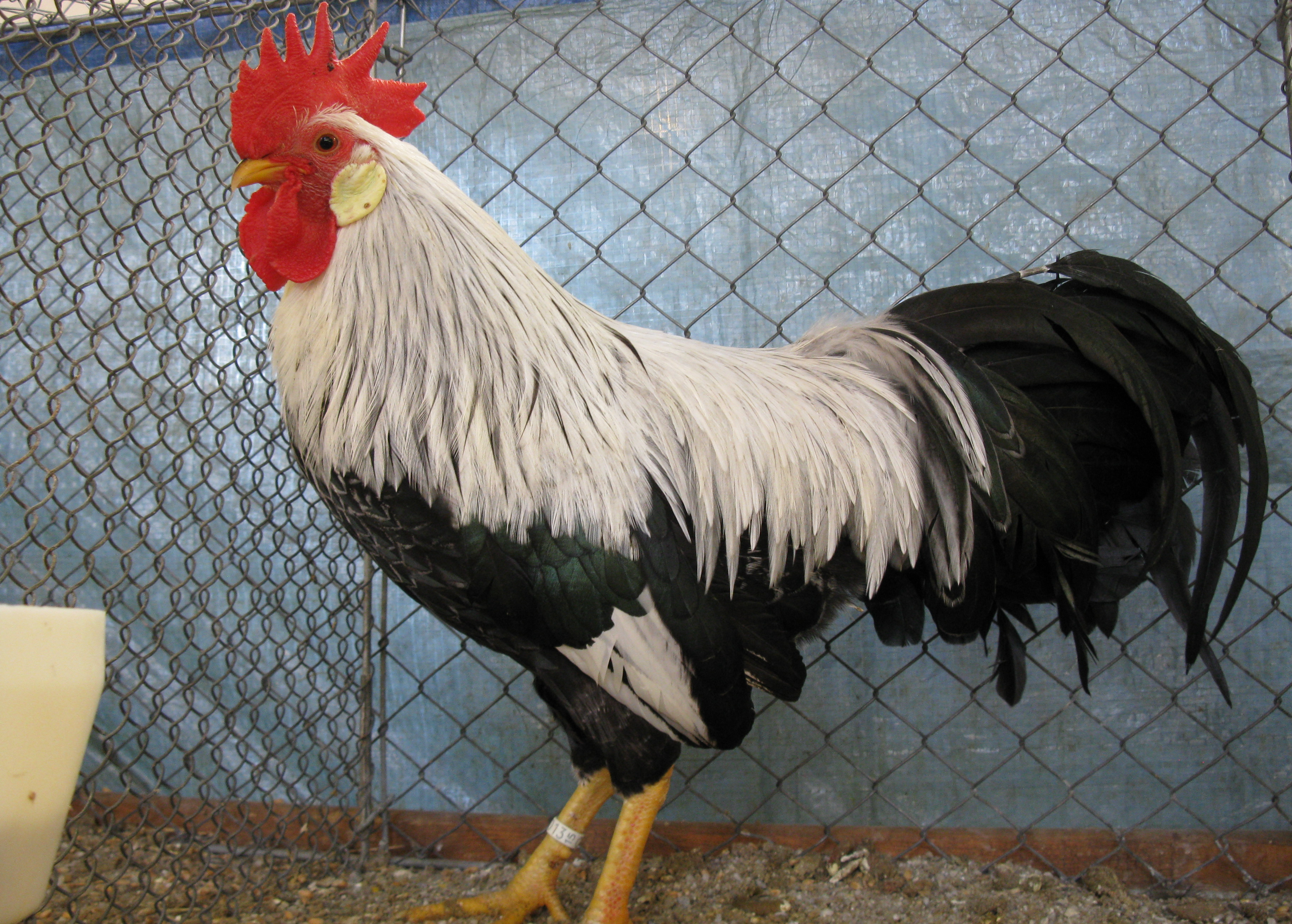 Trenckstadtschau vom Kleintierzuchtverein