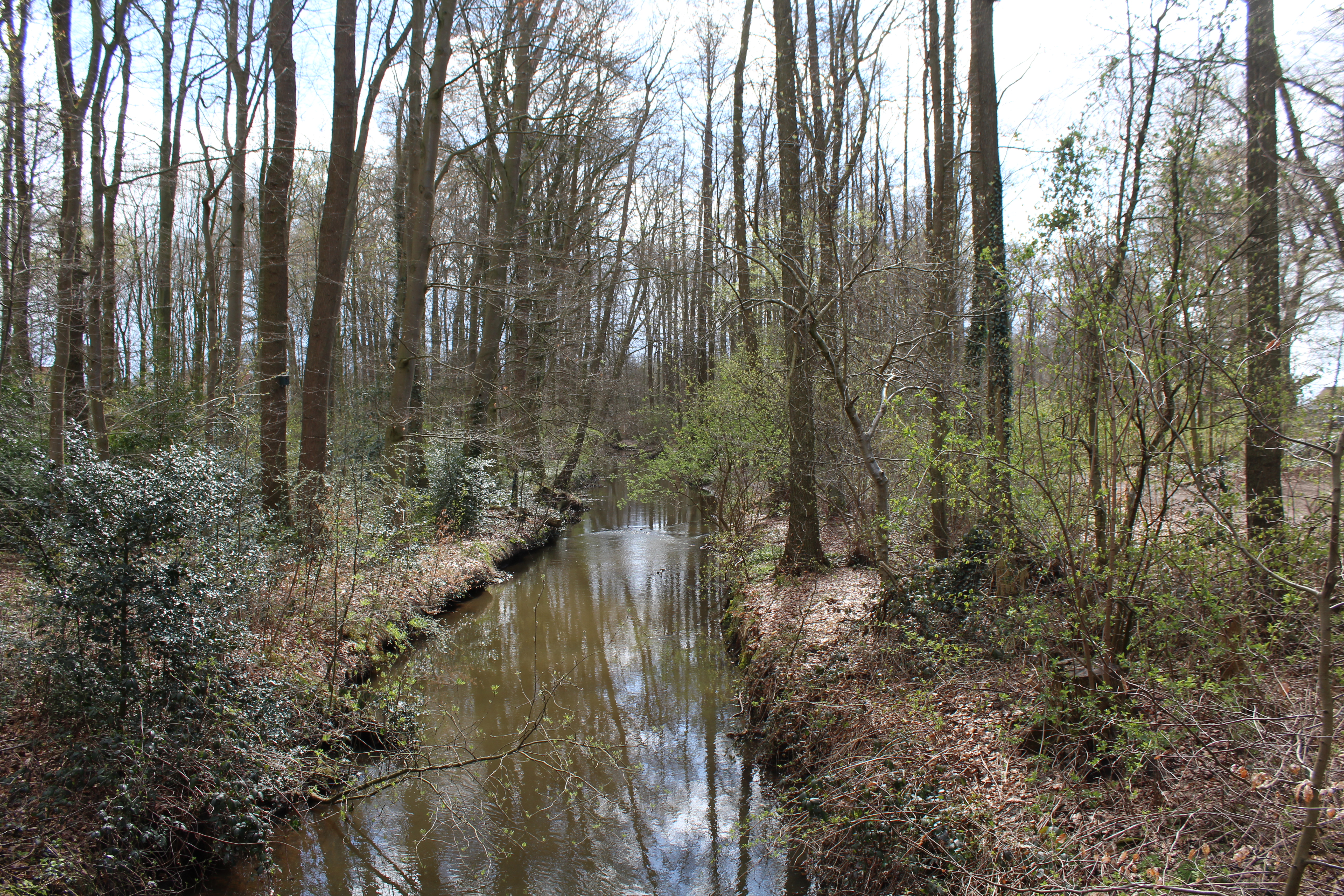Ellernbruch