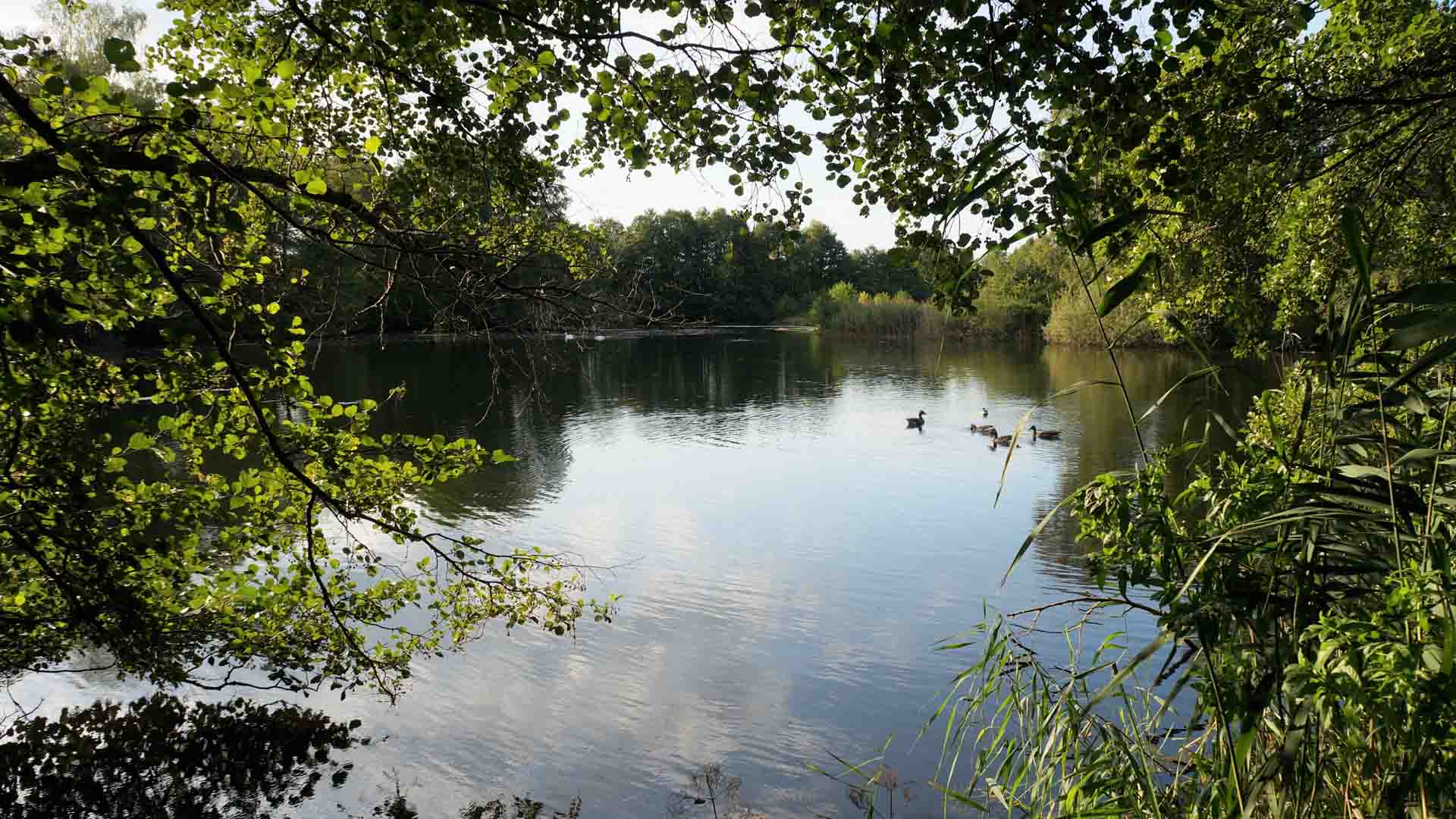 Hüttenseepark Meißendorf Ponds