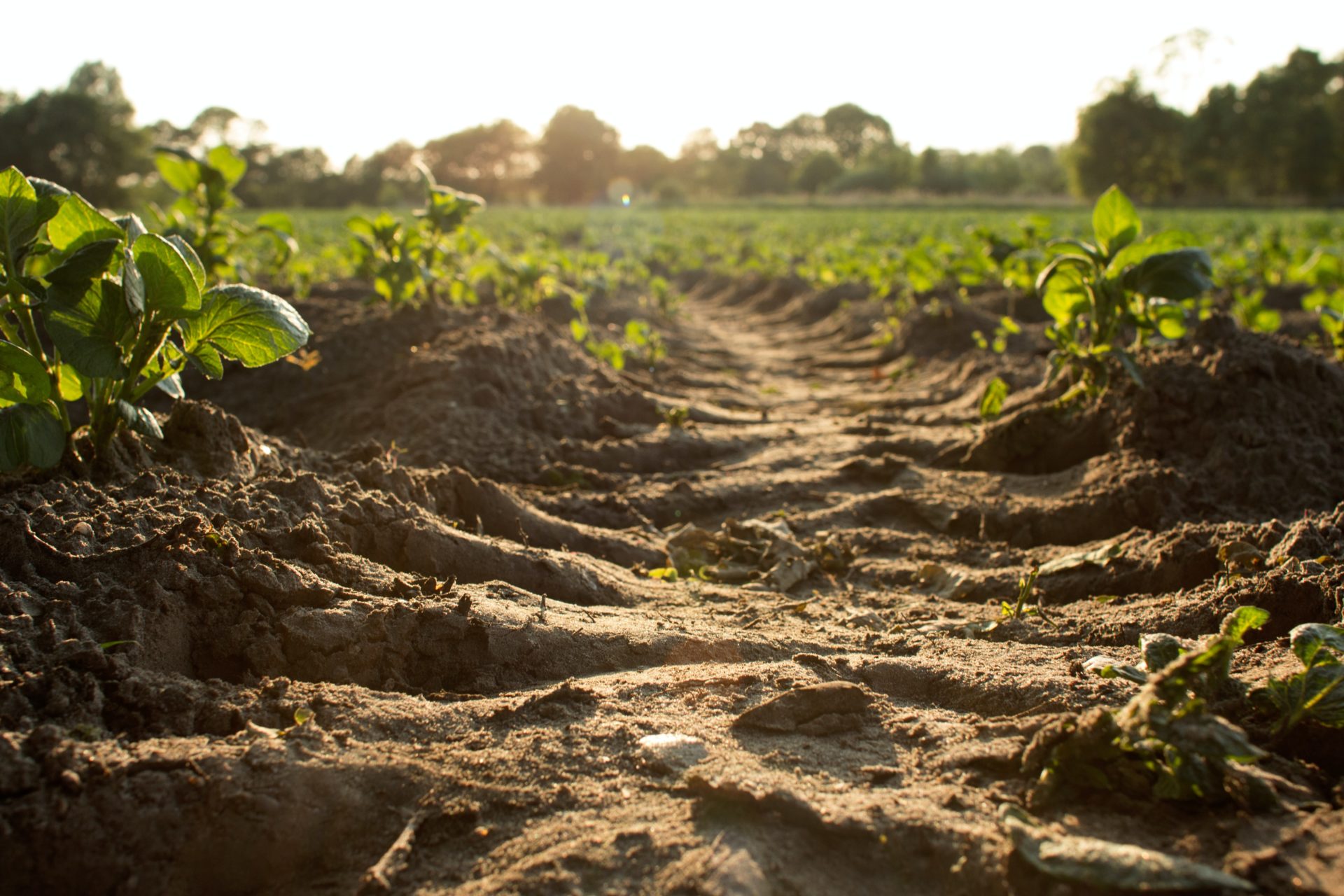 Landwirtschaftlicher Erlebnispfad Kaiserweg Weddebach