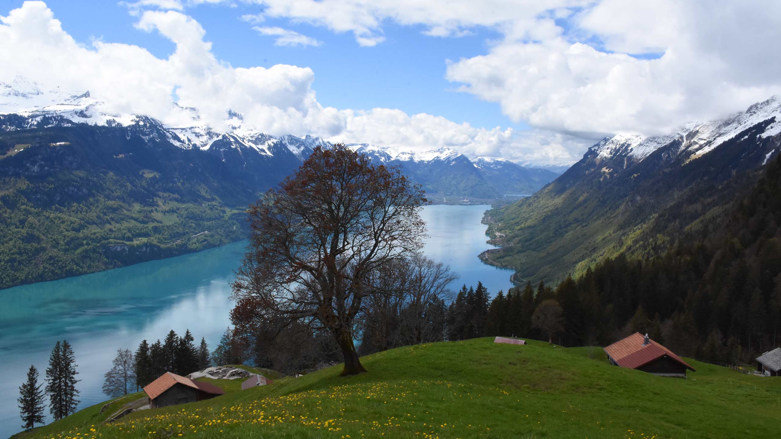 planalp-aussicht-brienzersee-interlaken-fruehling-alpwiese.jpg