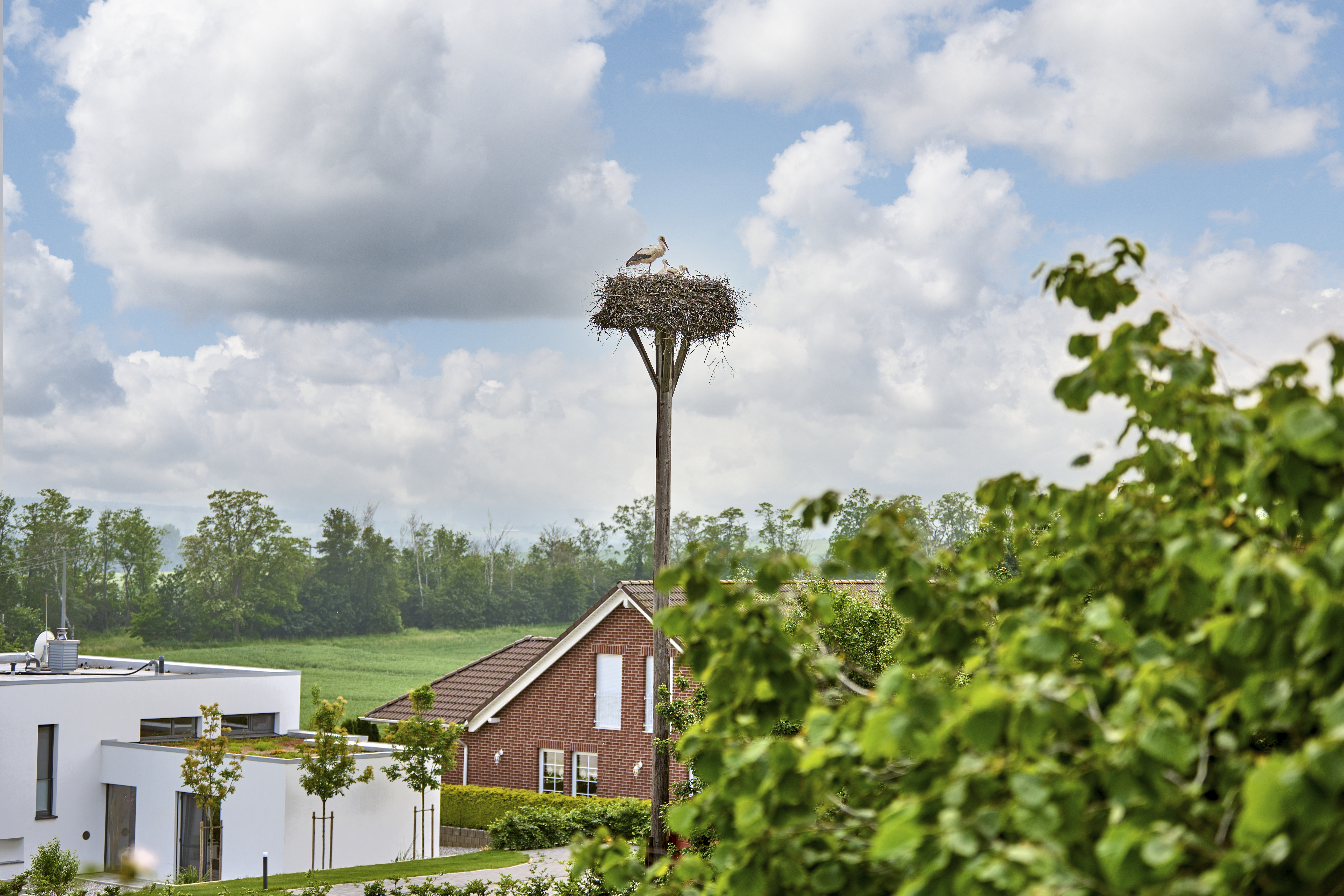 Storchennest Hedeper