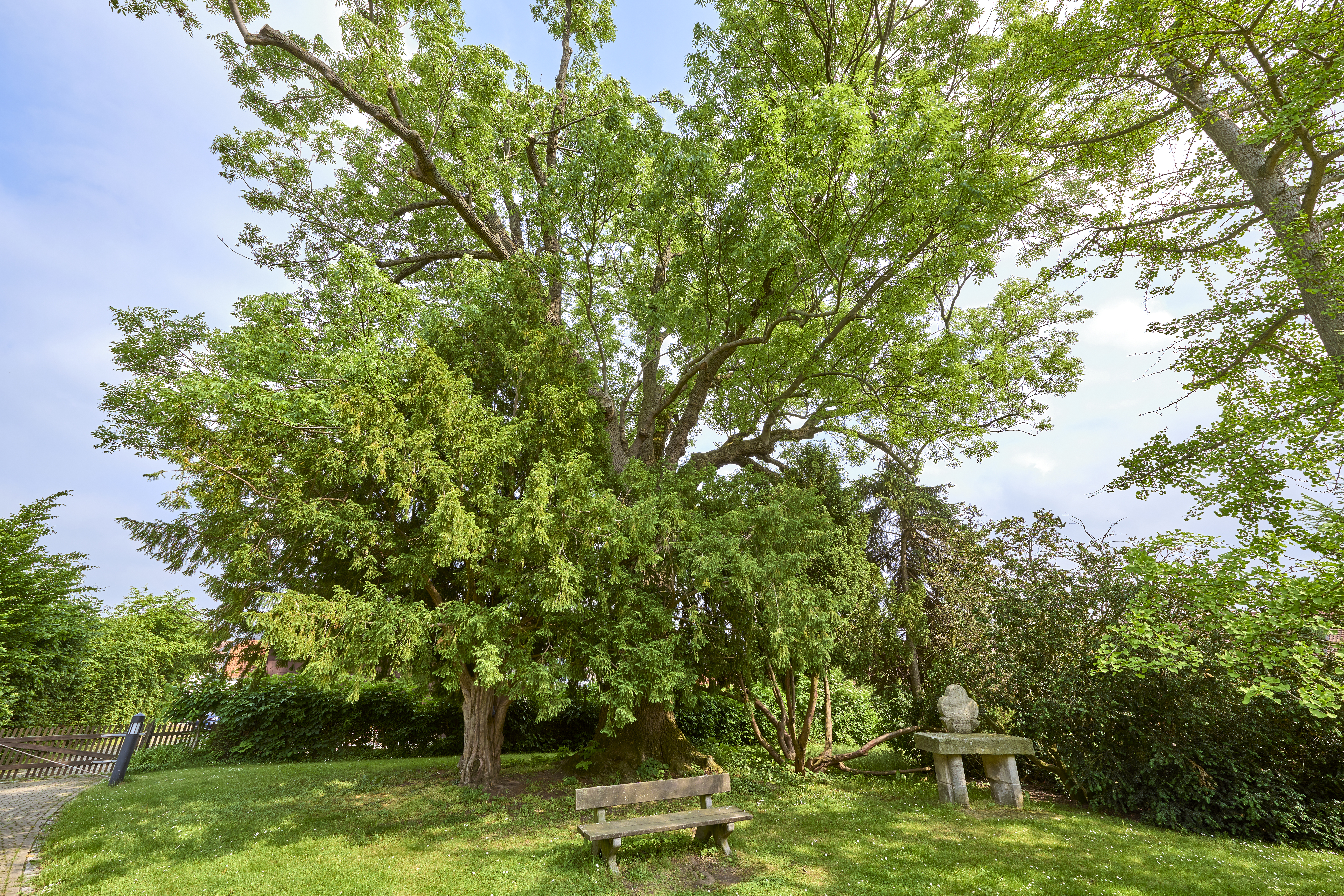 Ruhebank unter einem alten Baum