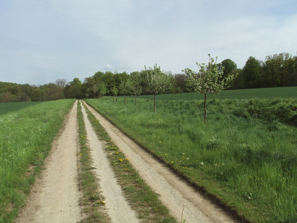 Salzgitter Wanderweg (Vom Thermalsolbad zum Kneippbecken)