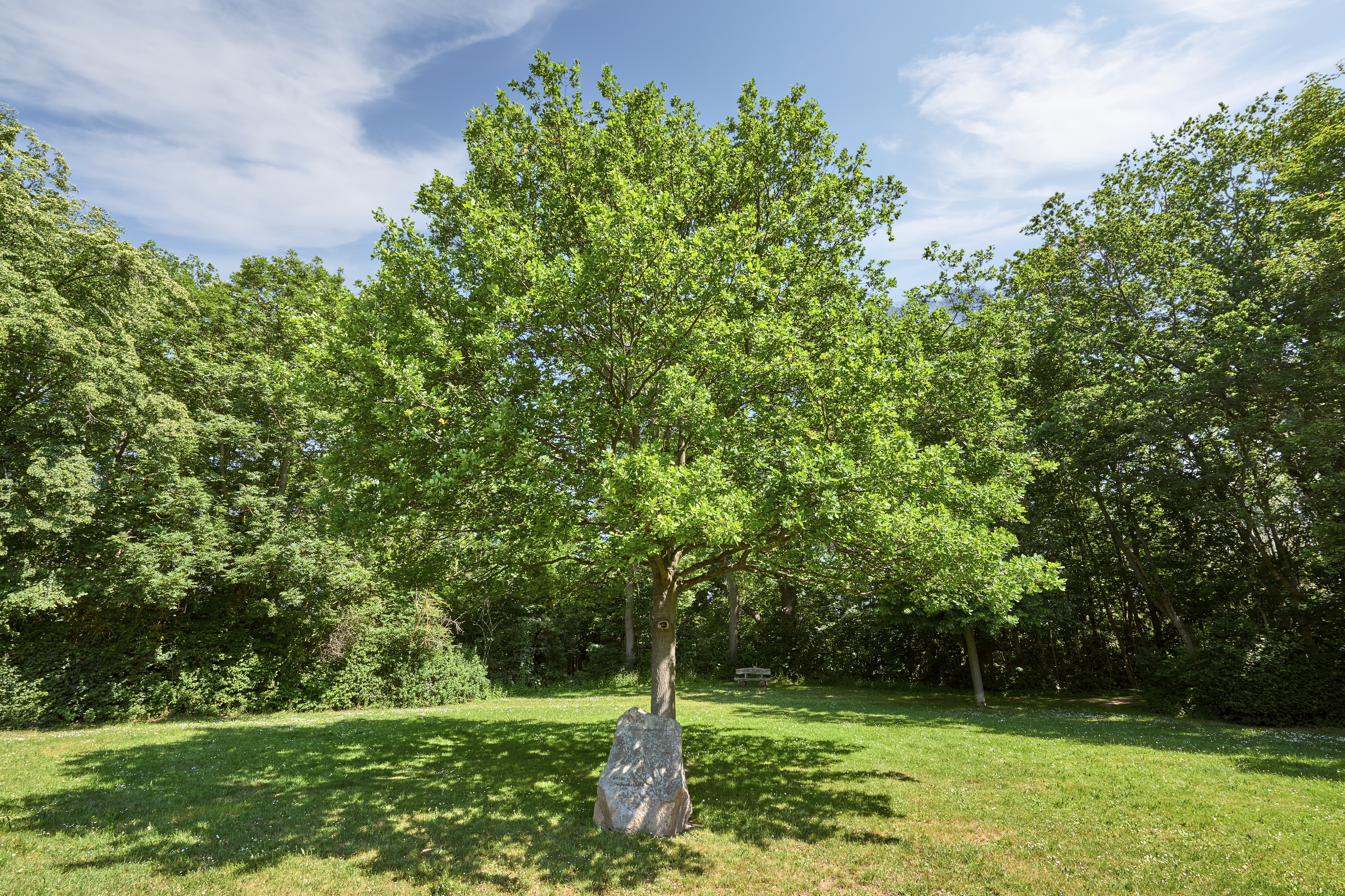 Picknickplatz an der alten Friedenseiche