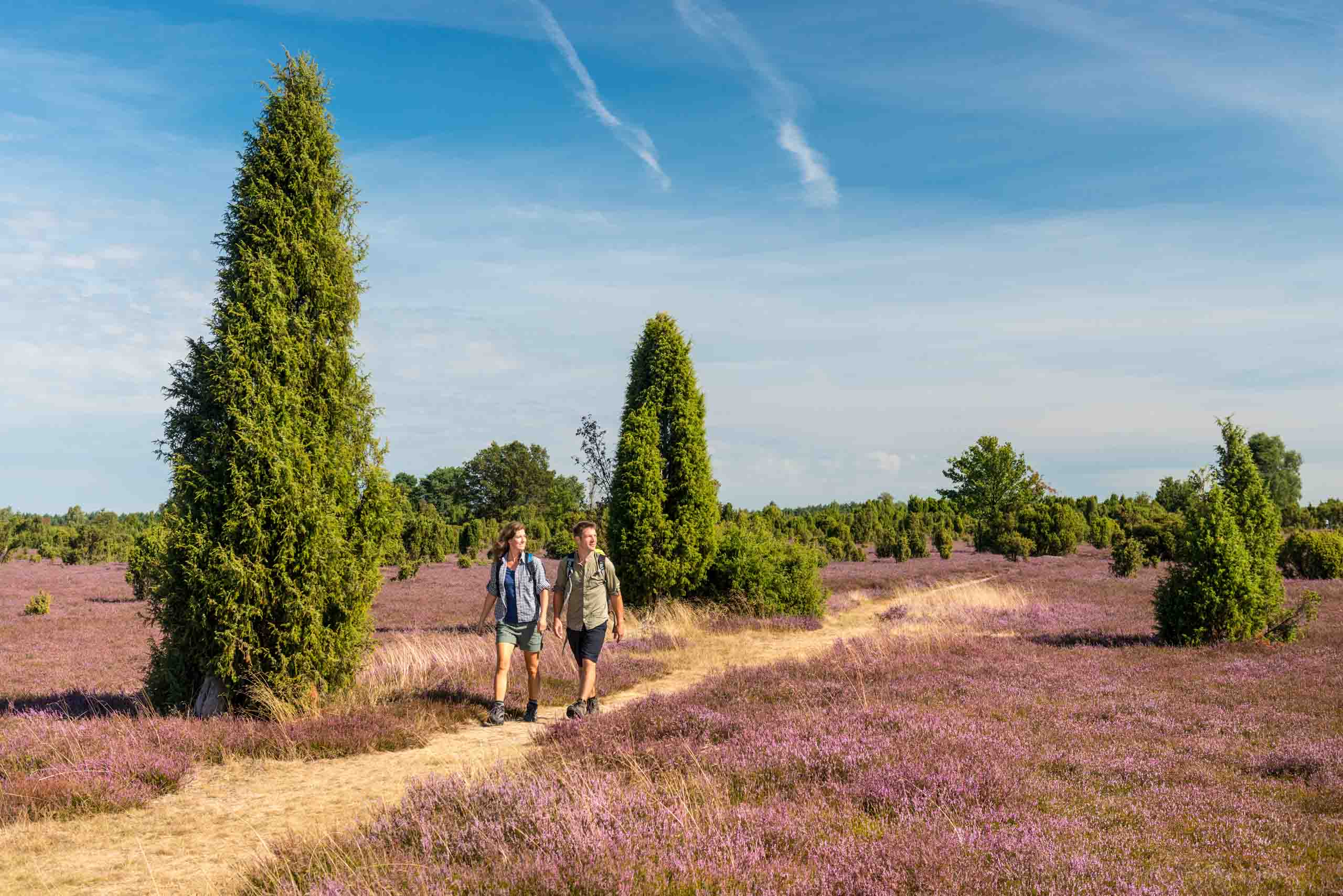 Hikers in the juniper forest Schmarbeck in the South Heath Nature Park