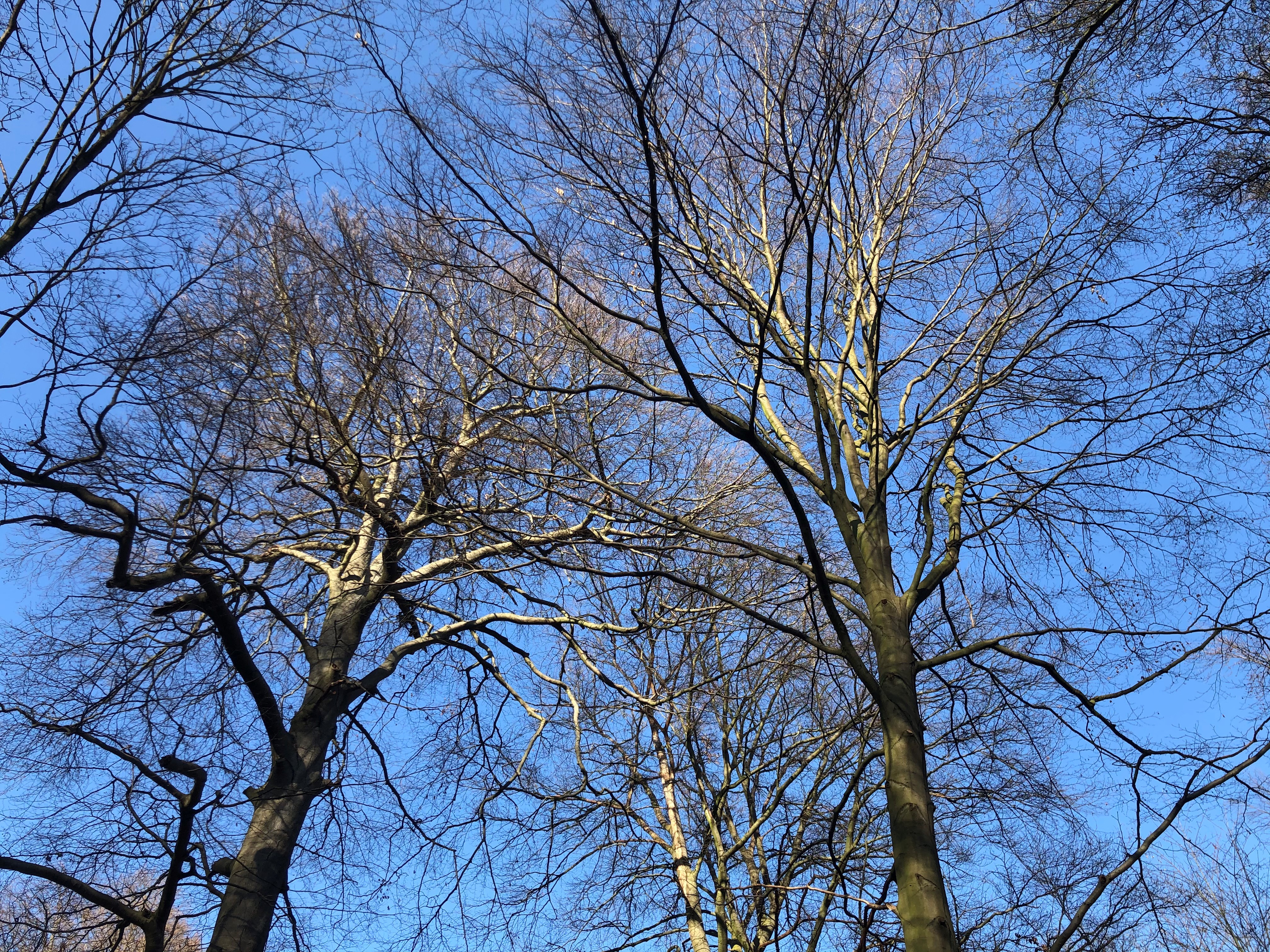 Waldbaden (Shinrin-Yoku) für Erwachsene