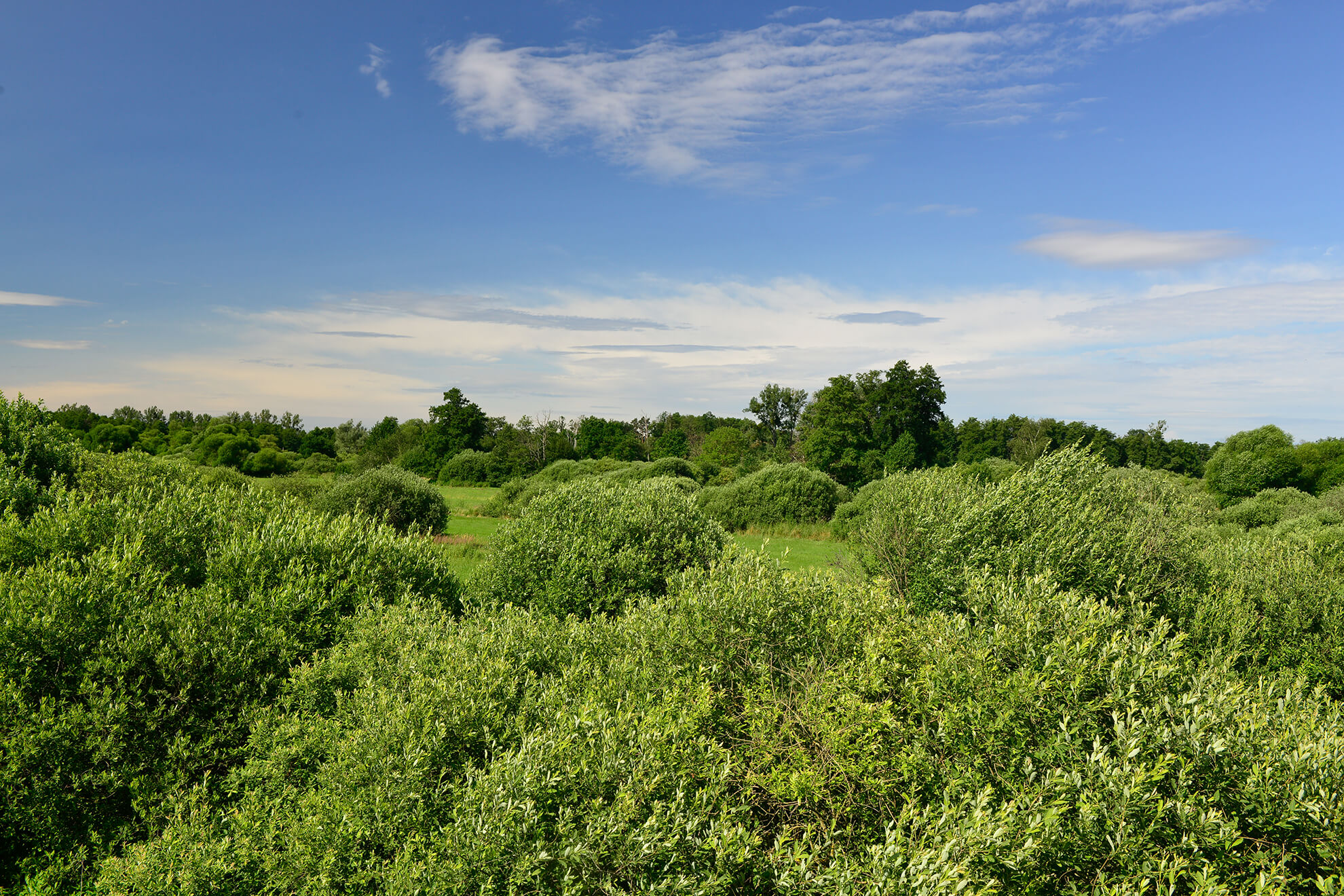 Lehrpfad Drömling - Fußweg
