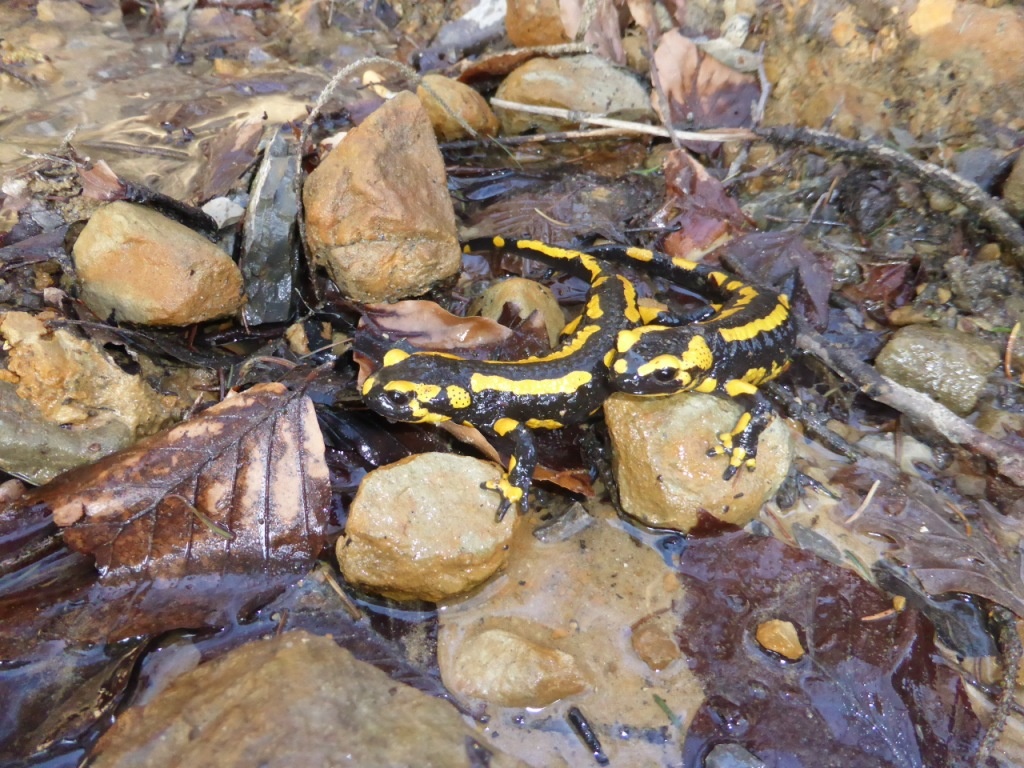 Salamander am Wassertretbecken in Oerlinghausen