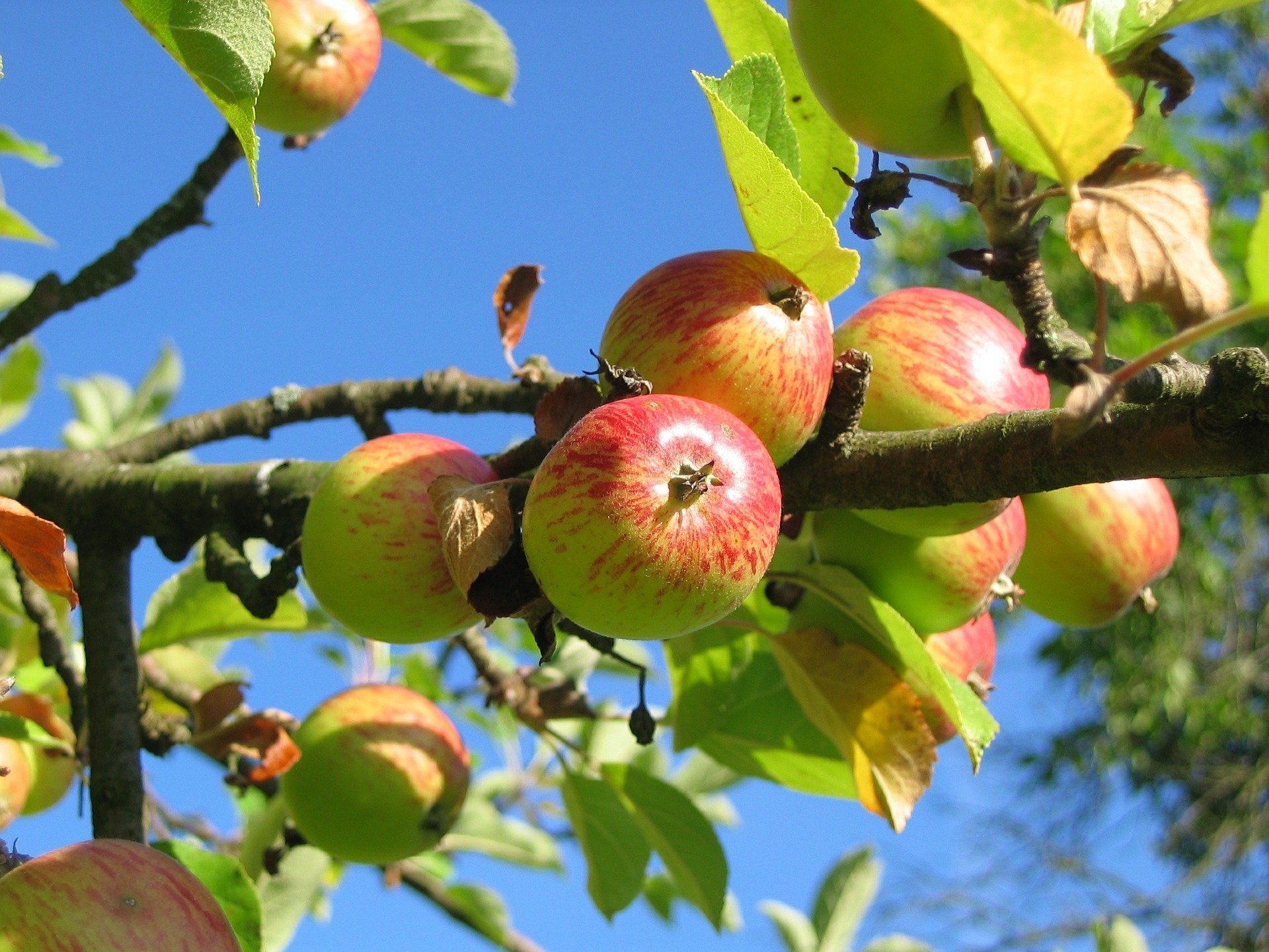 Streuobstwiese Aueniederung 