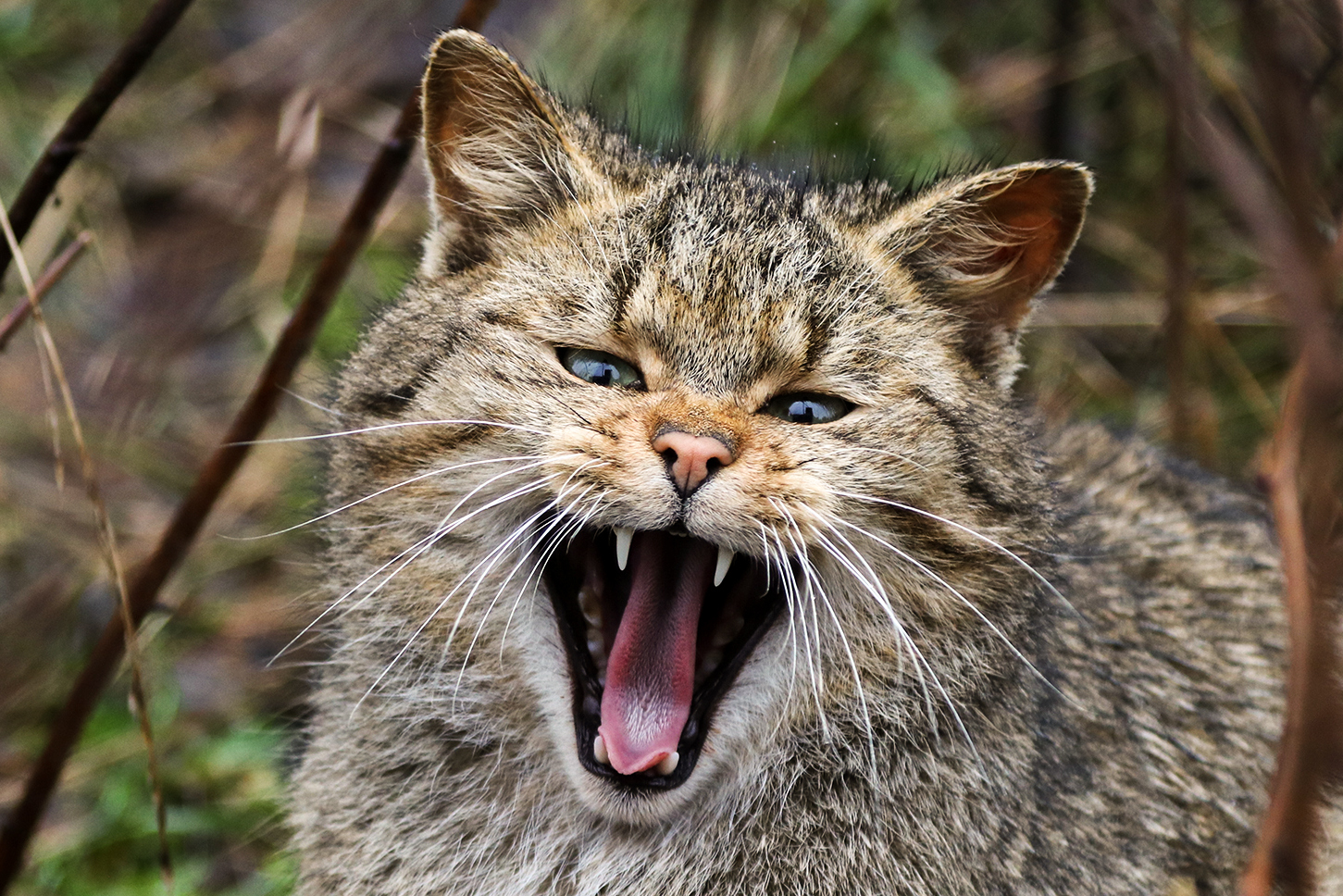 Wildkatzengehege