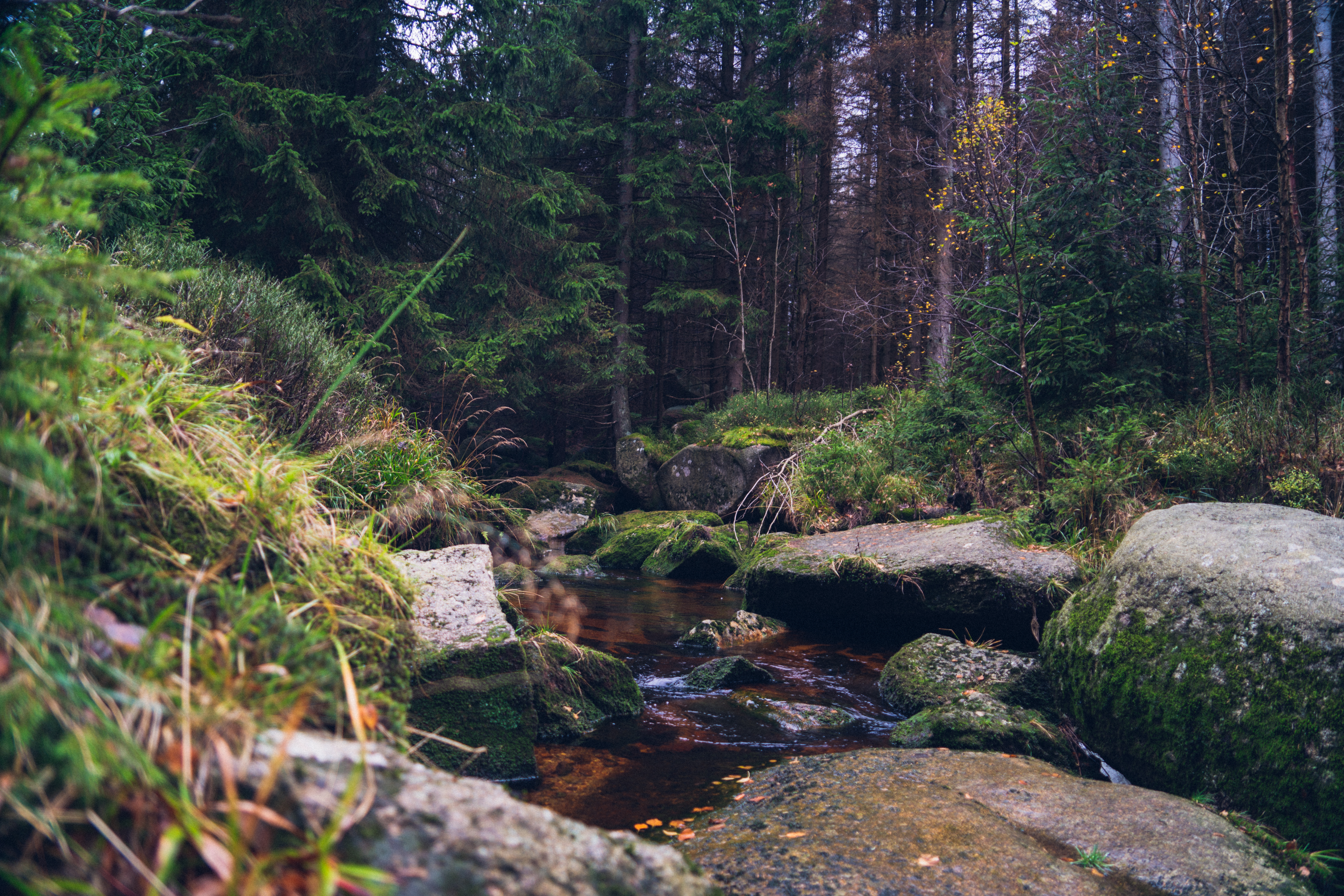 Geführte Pilzlehrwanderung