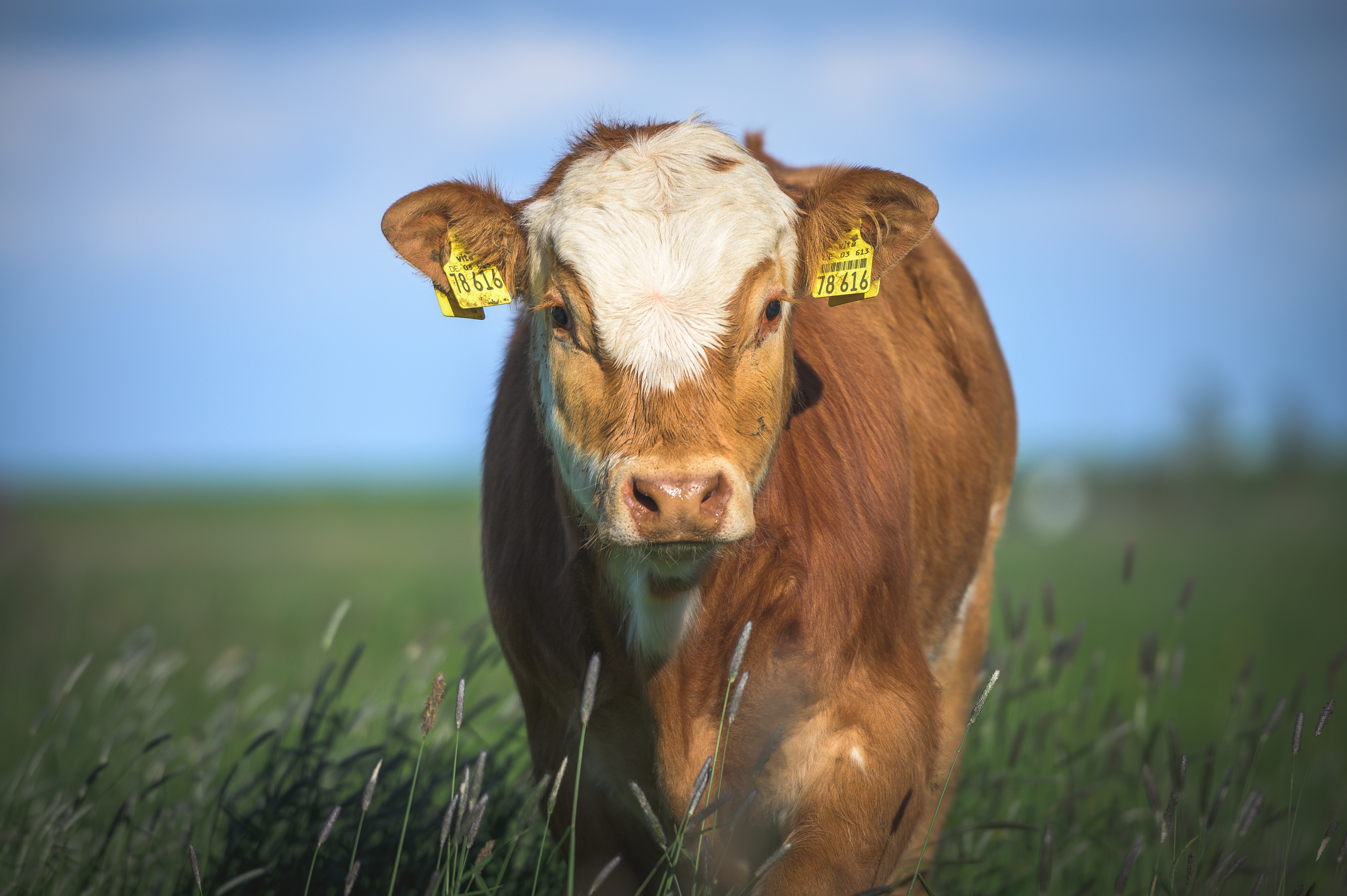 Milch-Ku(h)l-Tour Butjadingen