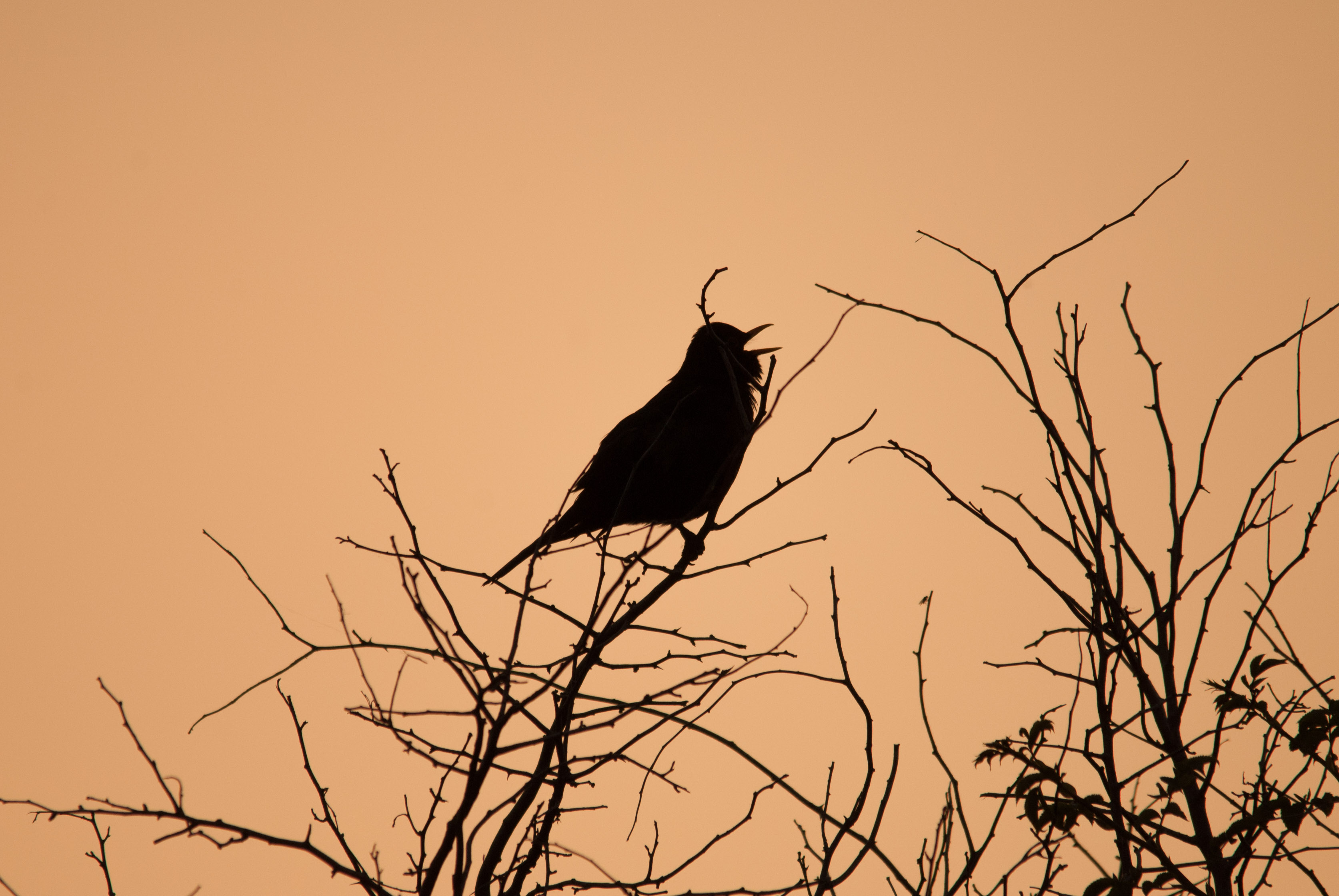 In Ruhe ziehen lassen - Was der Vogelflug und die ostfriesische Teezeremonie gemeinsam haben.jpg