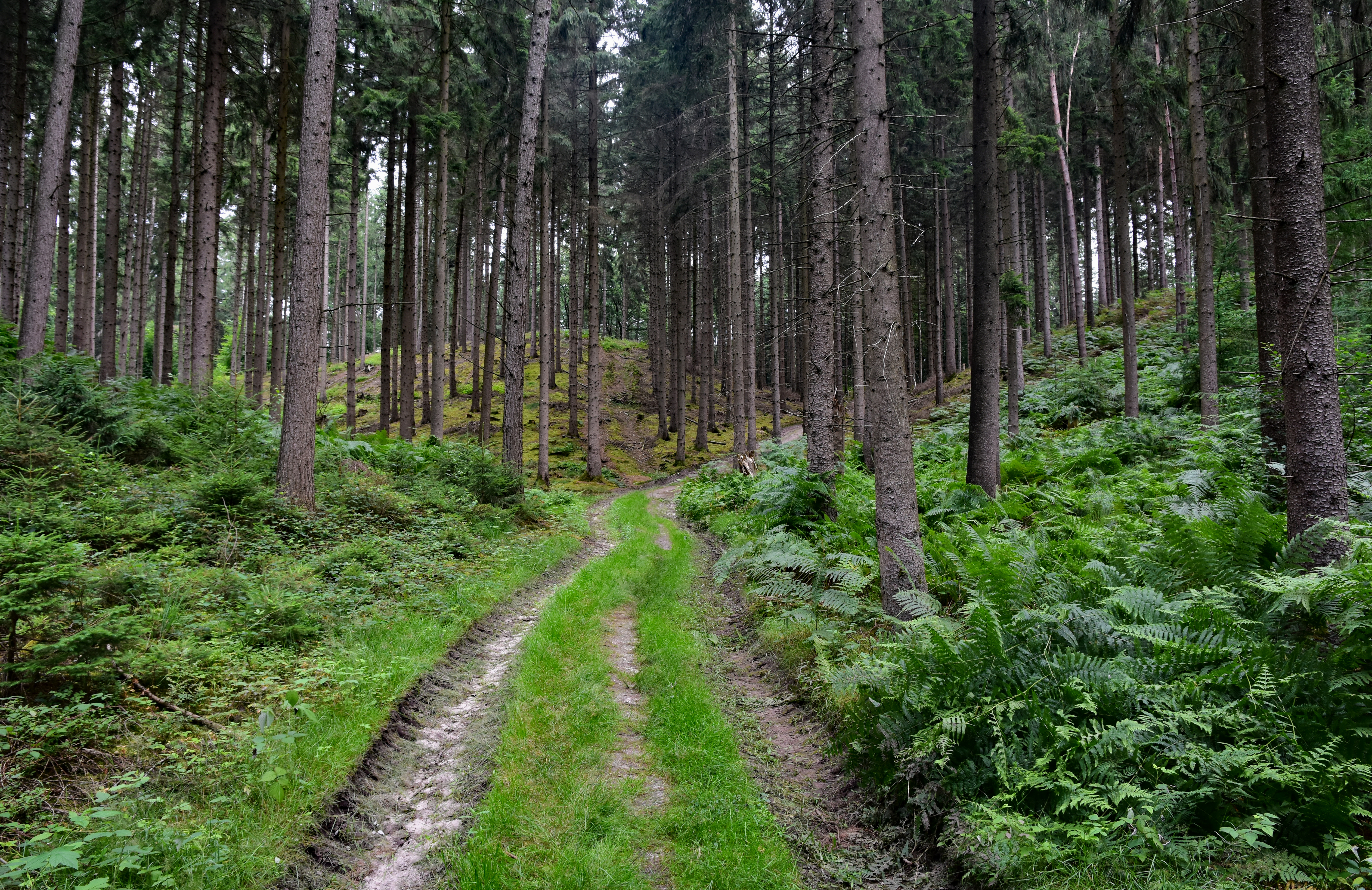TERRA.track Alkenkuhle