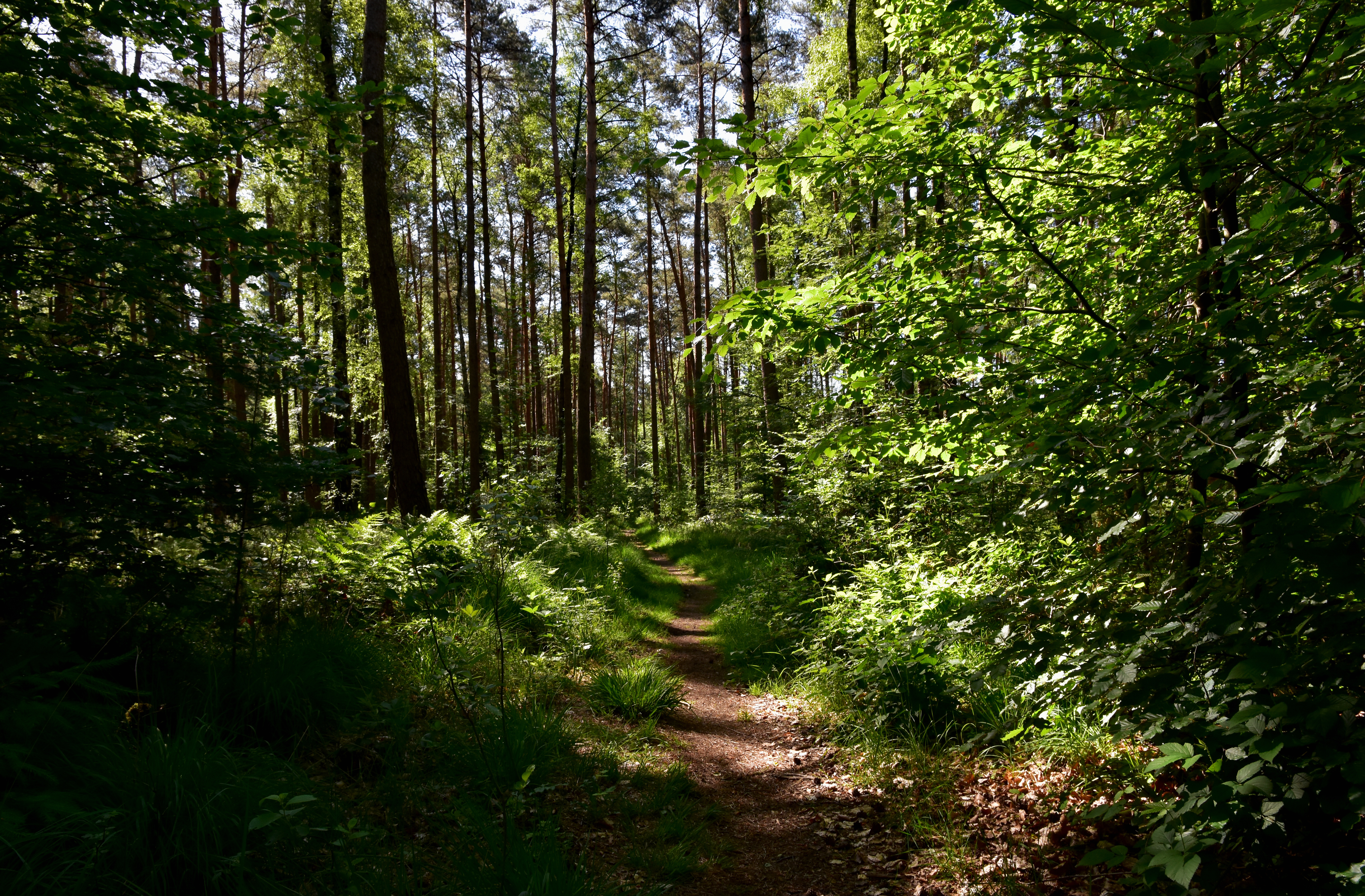 TERRA.track Kettelsberg