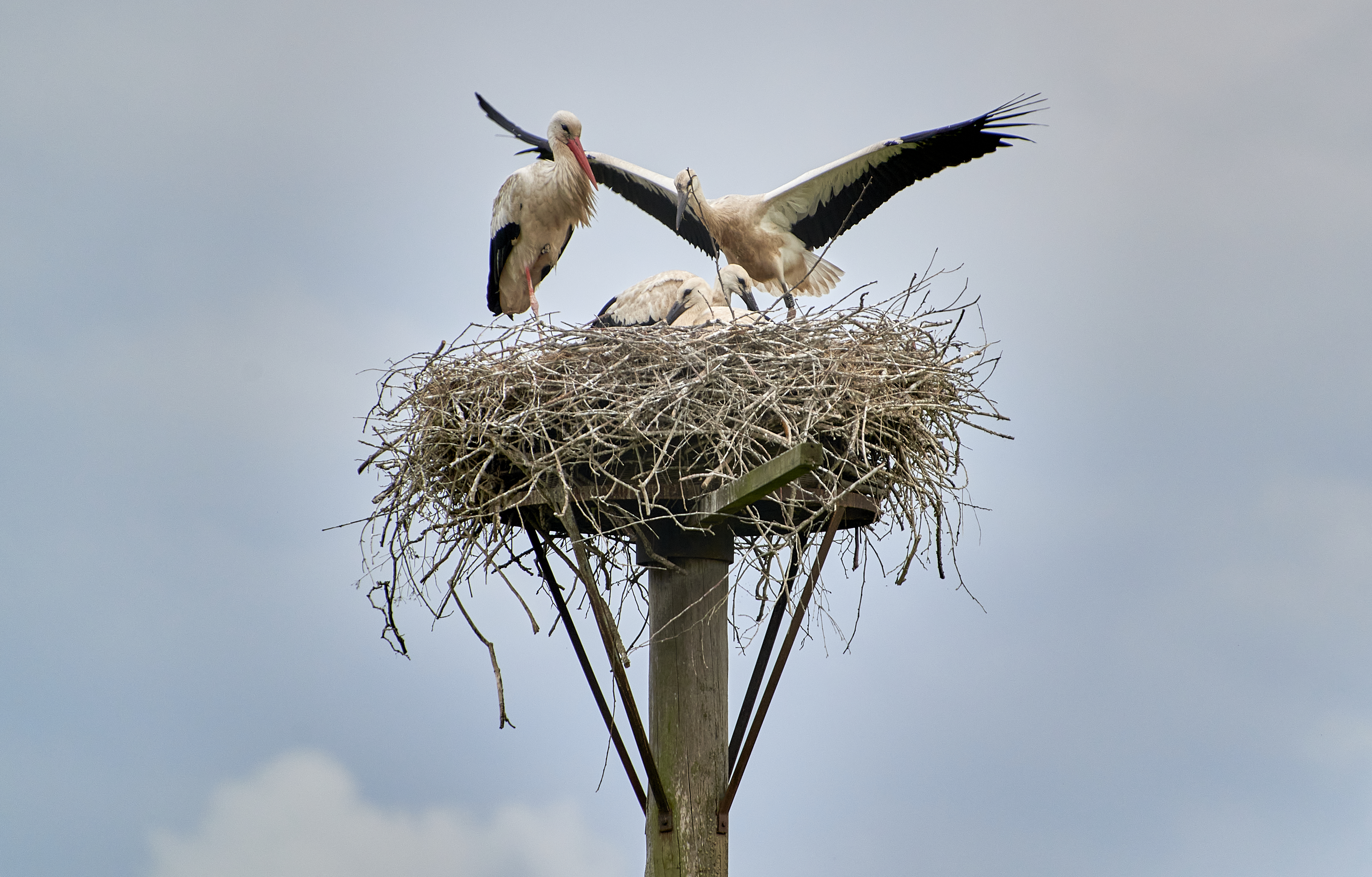 Storchennest Seinstedt