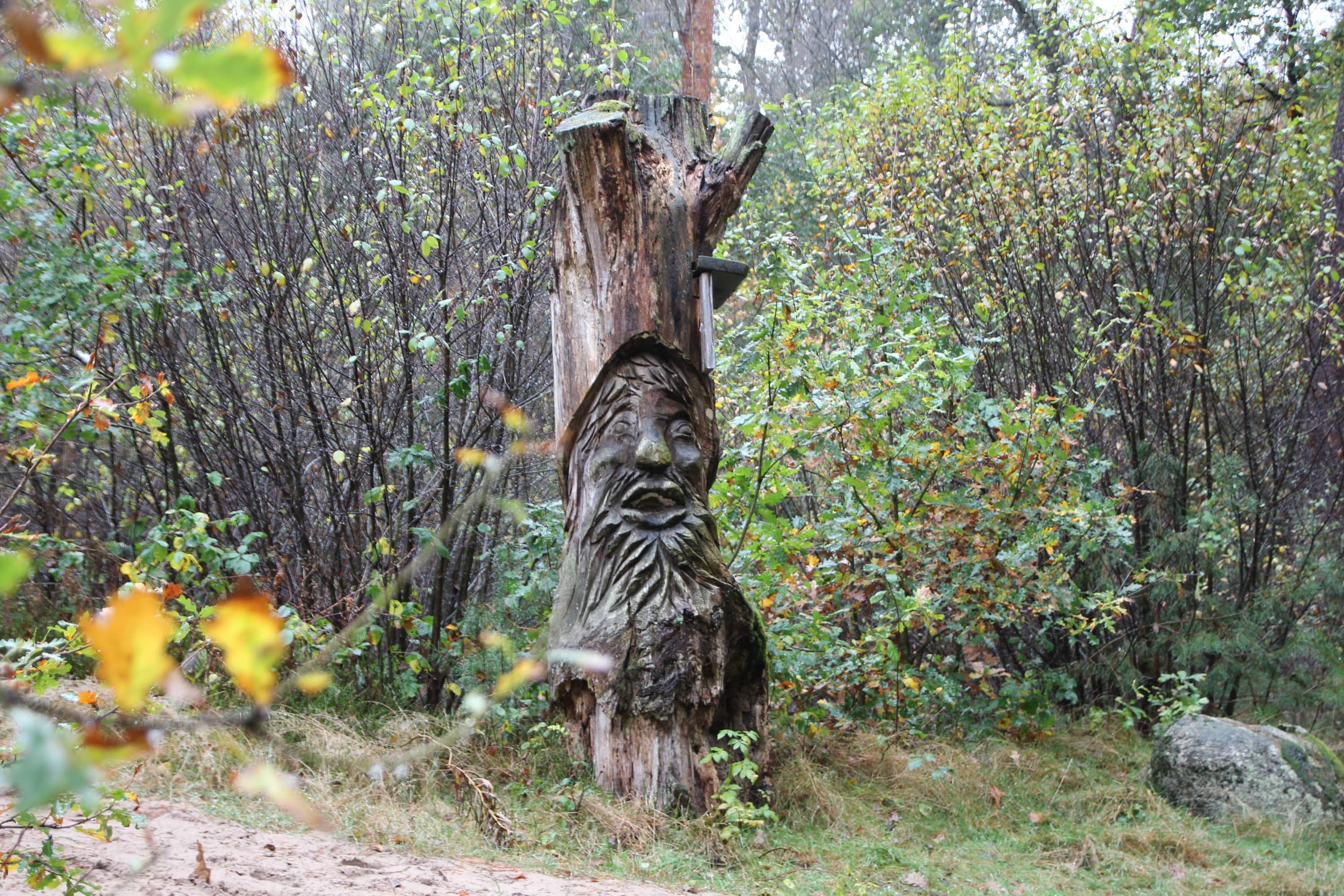 waldgeist-walderlebnis-ehrhorn-nlf.JPG