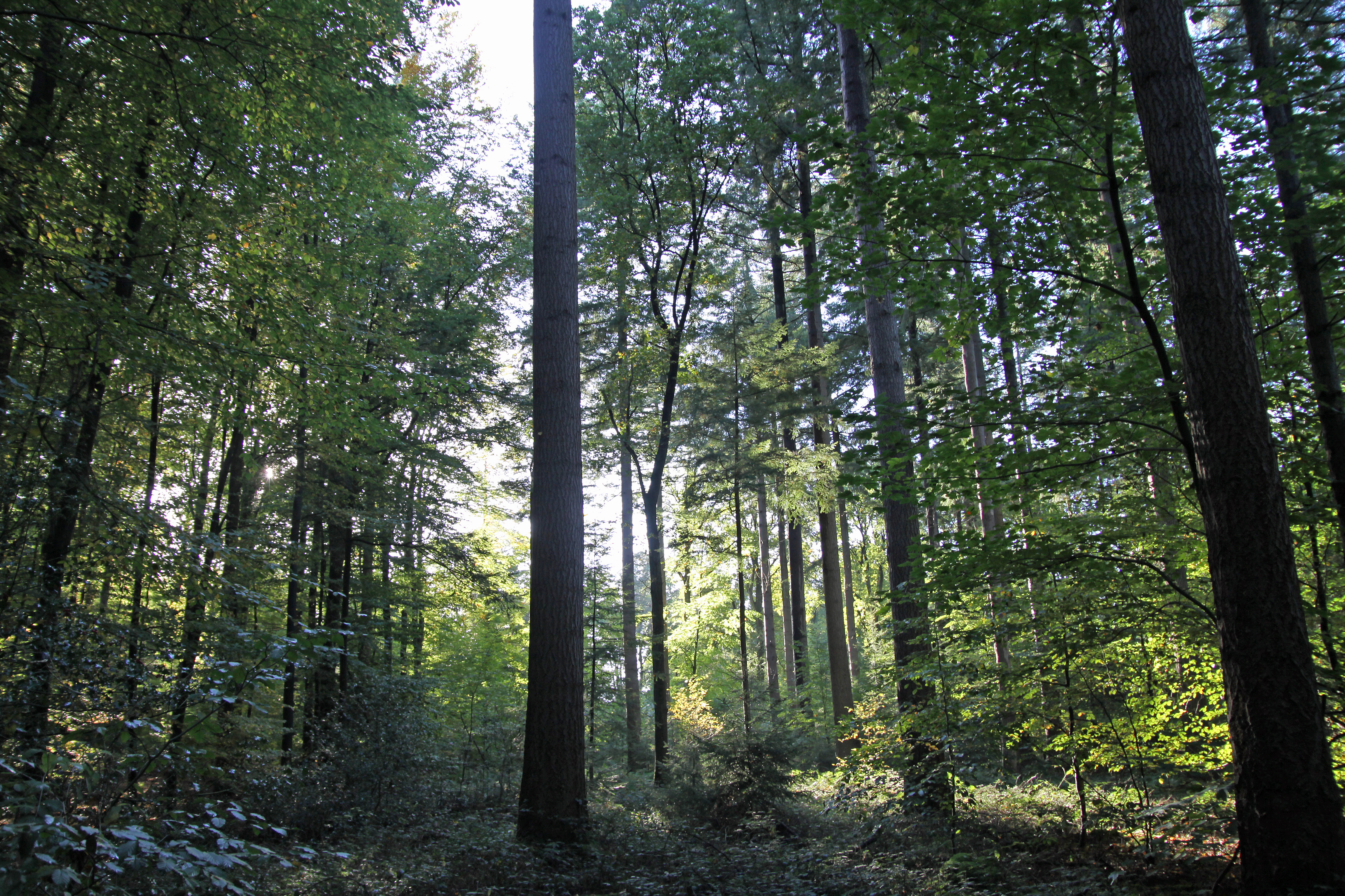 TERRA.track Stirper Berg