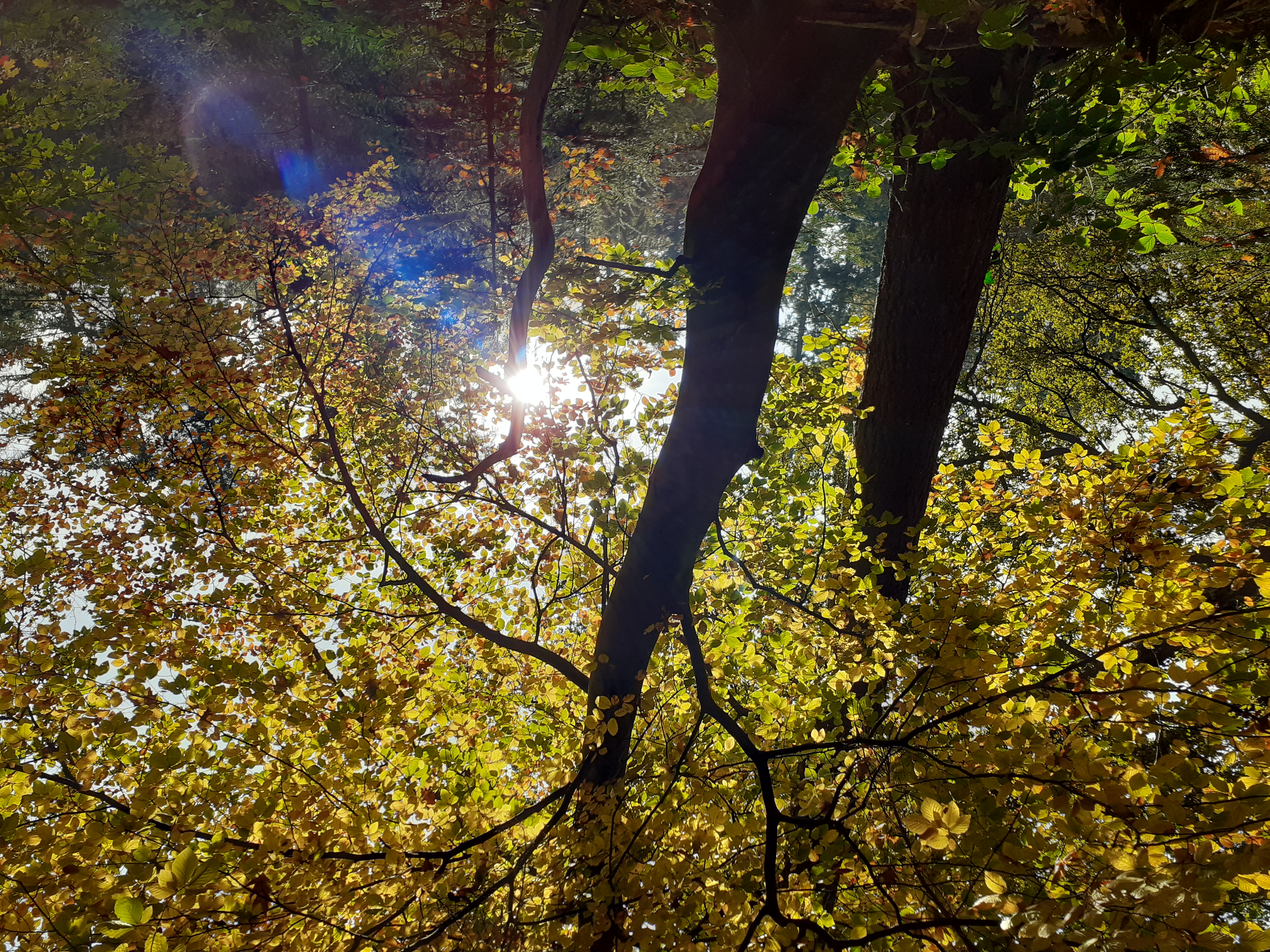 Waldbaden - Der Wingster Wald als Kraftort