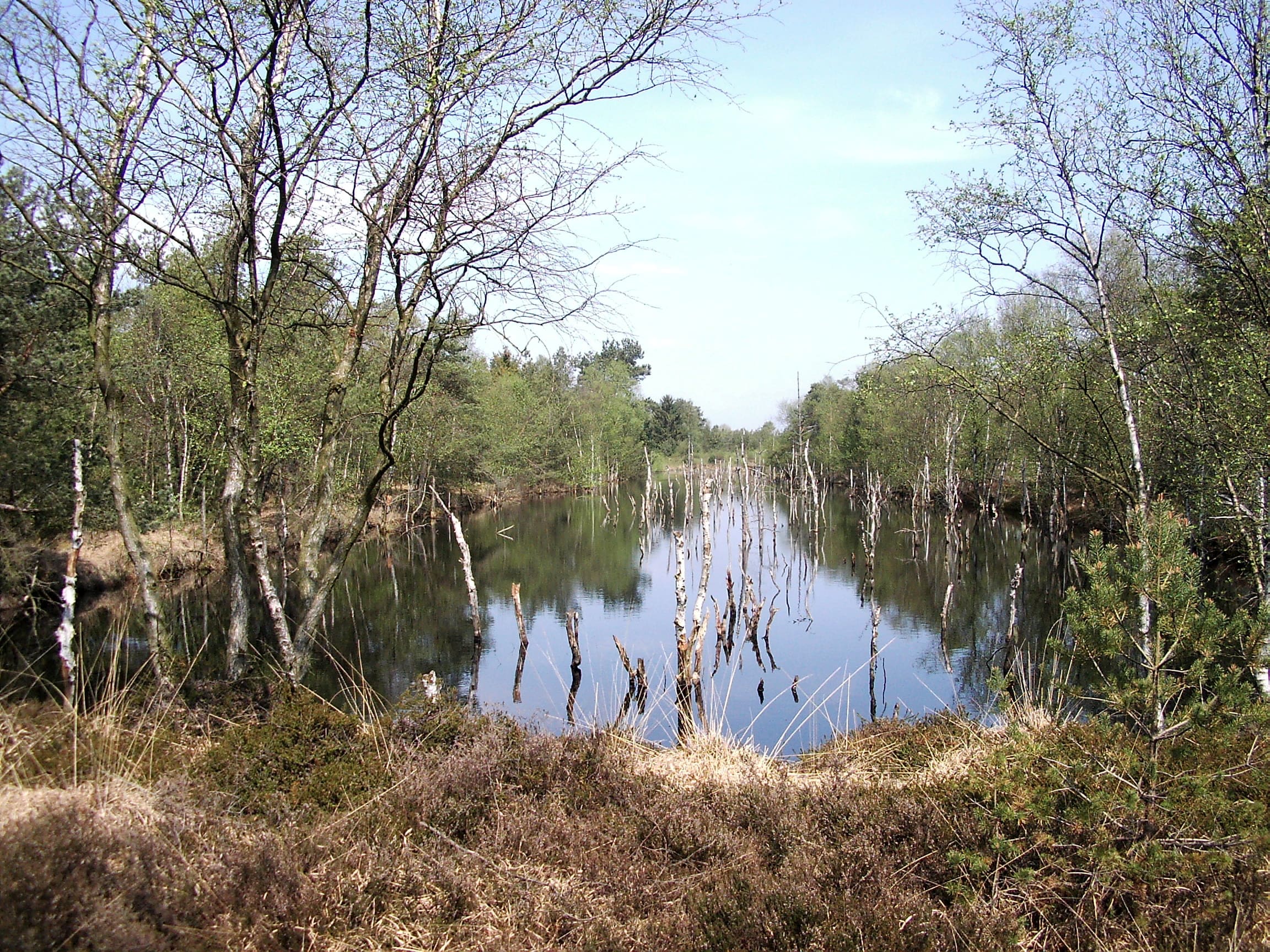 Pietzmoor - Auf Dem Holzweg