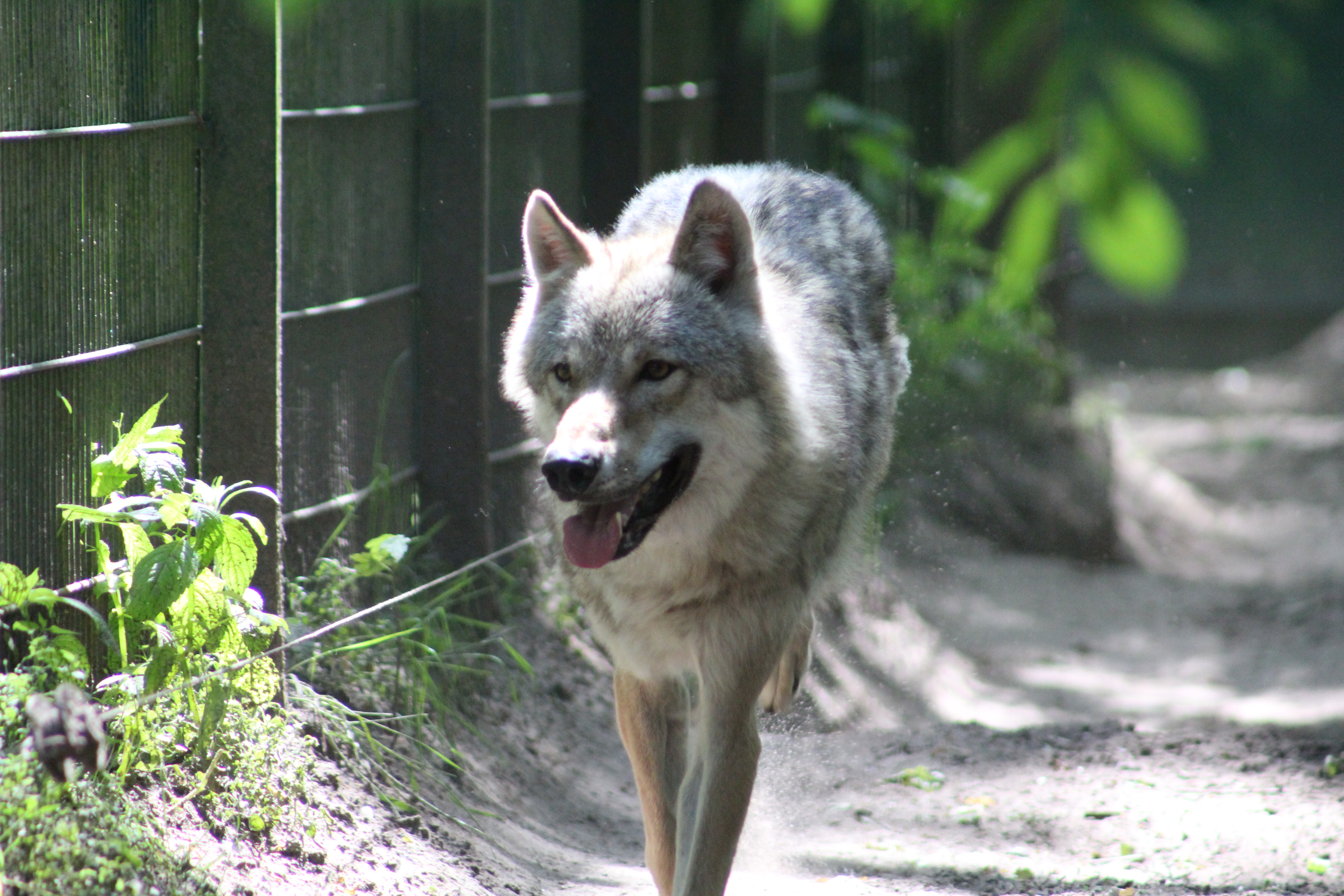 Wolfcenter Dörverden