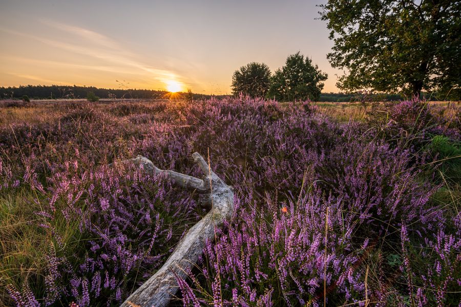 Naturpark Lüneburger Heide