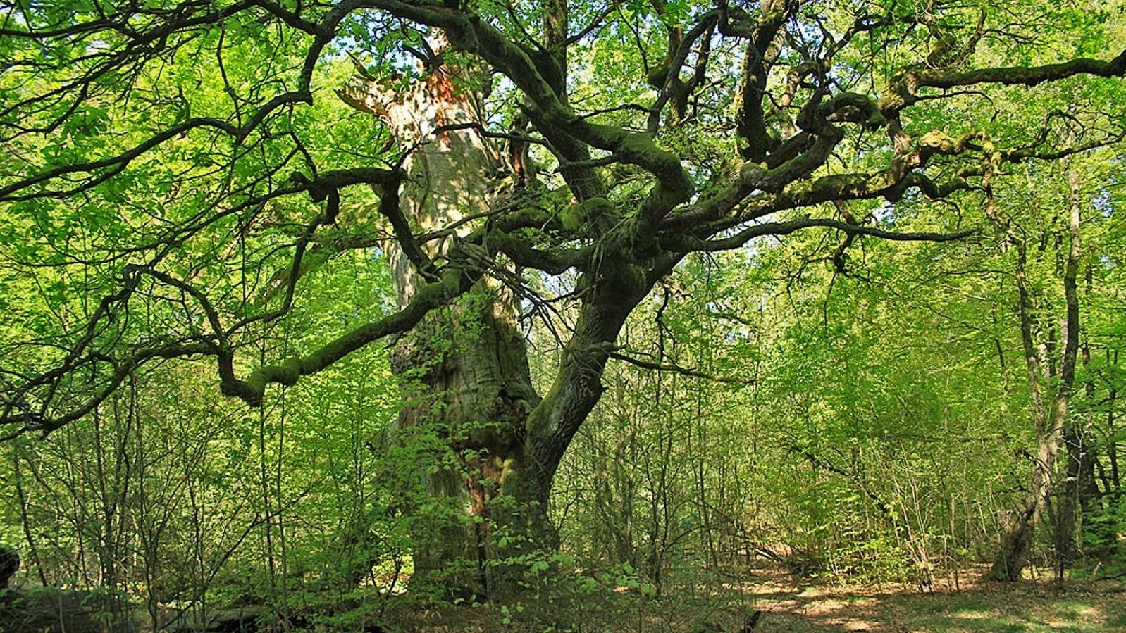 Urwald Urwald Sababurg