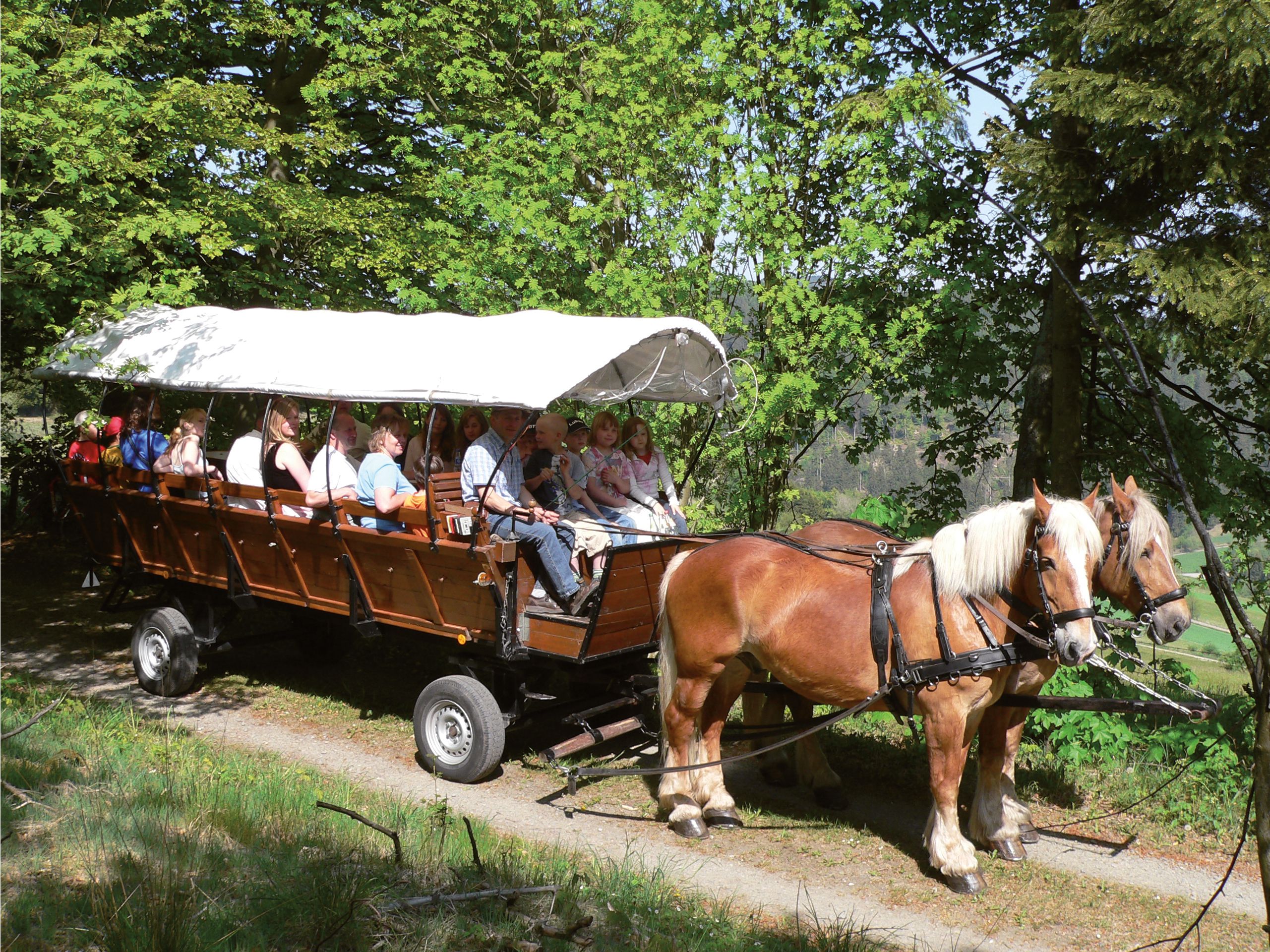 Schnupperkurs Kutschfahren buy für 1-2 Personen