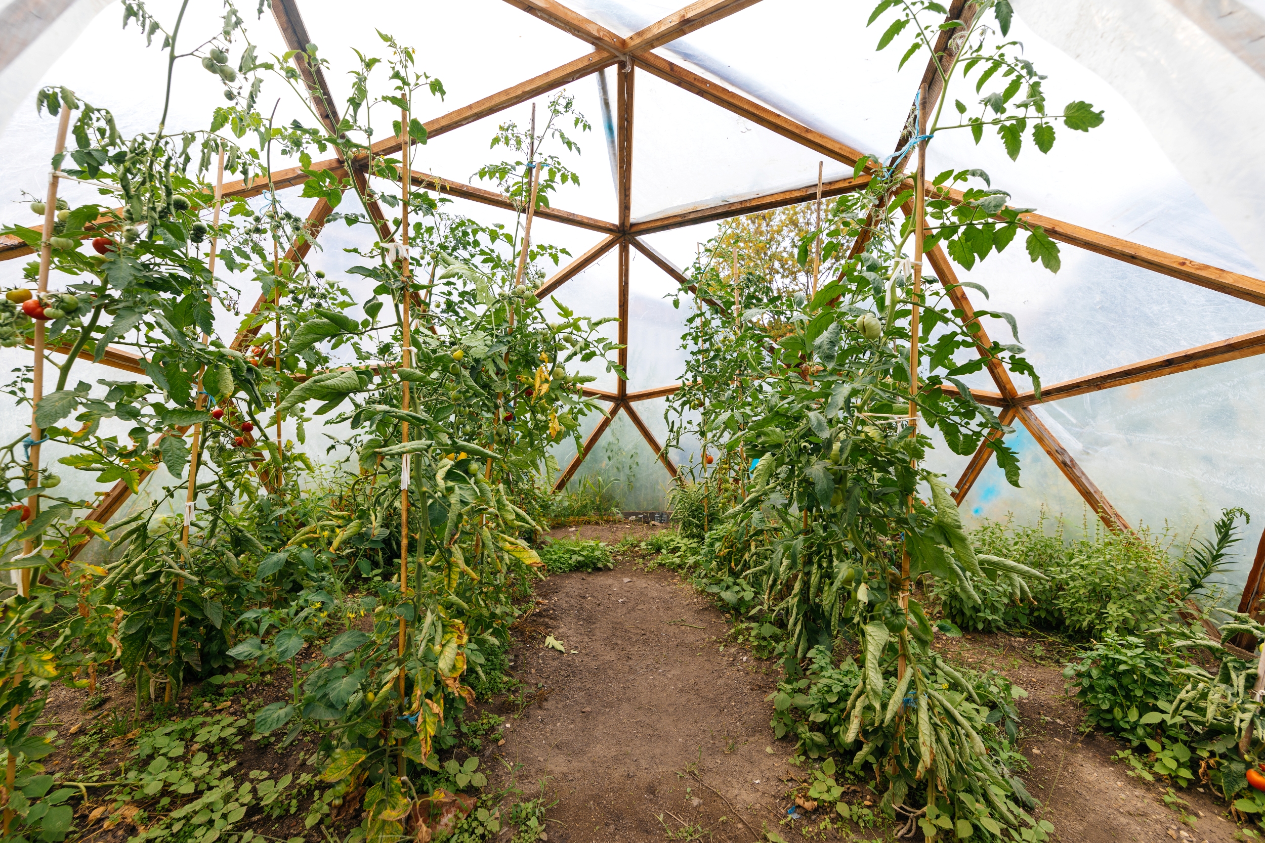 ANNALINDE Gemeinschaftsgarten – Motiv