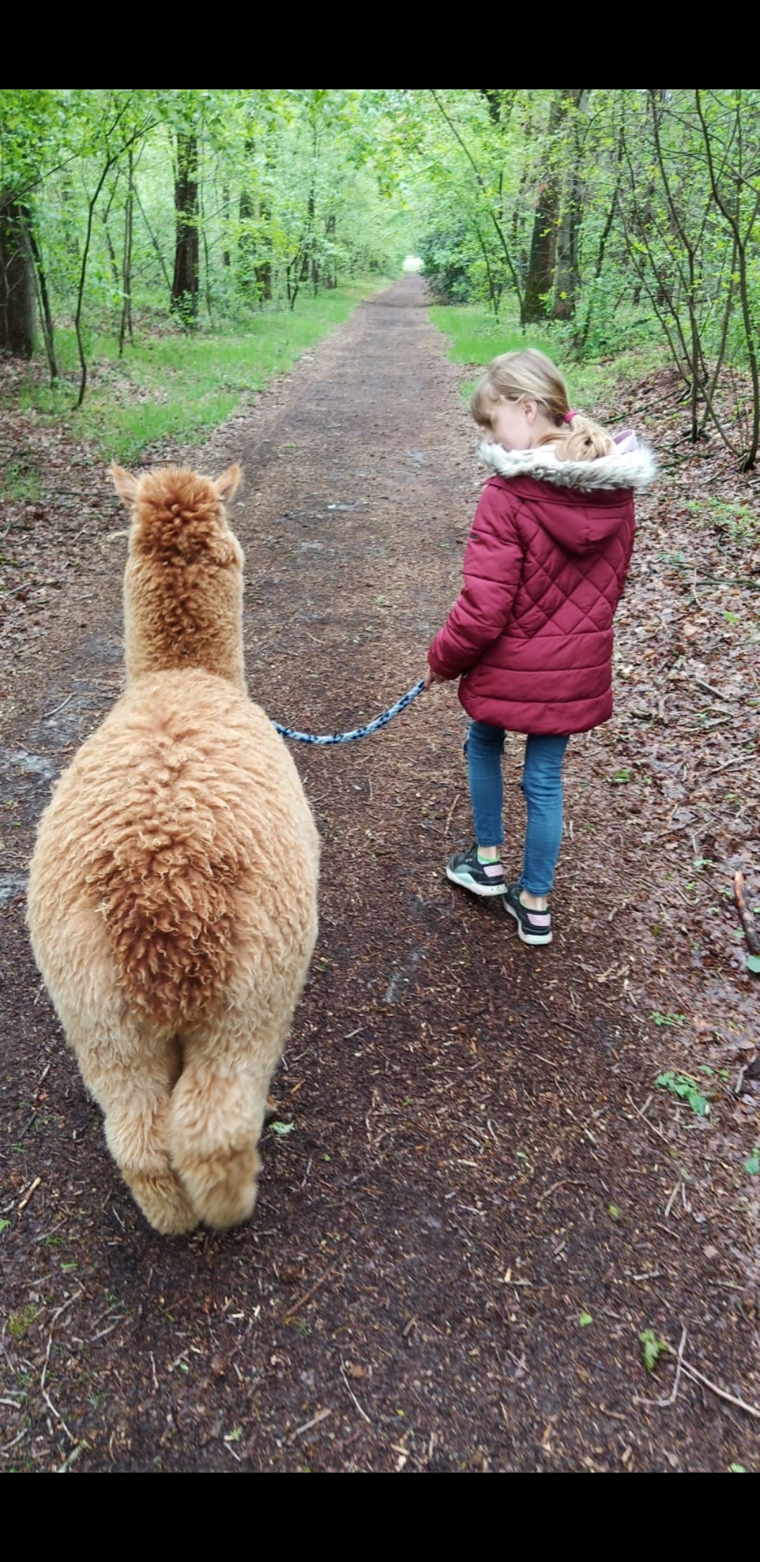 Wanderungen mit den Emstal Alpakas