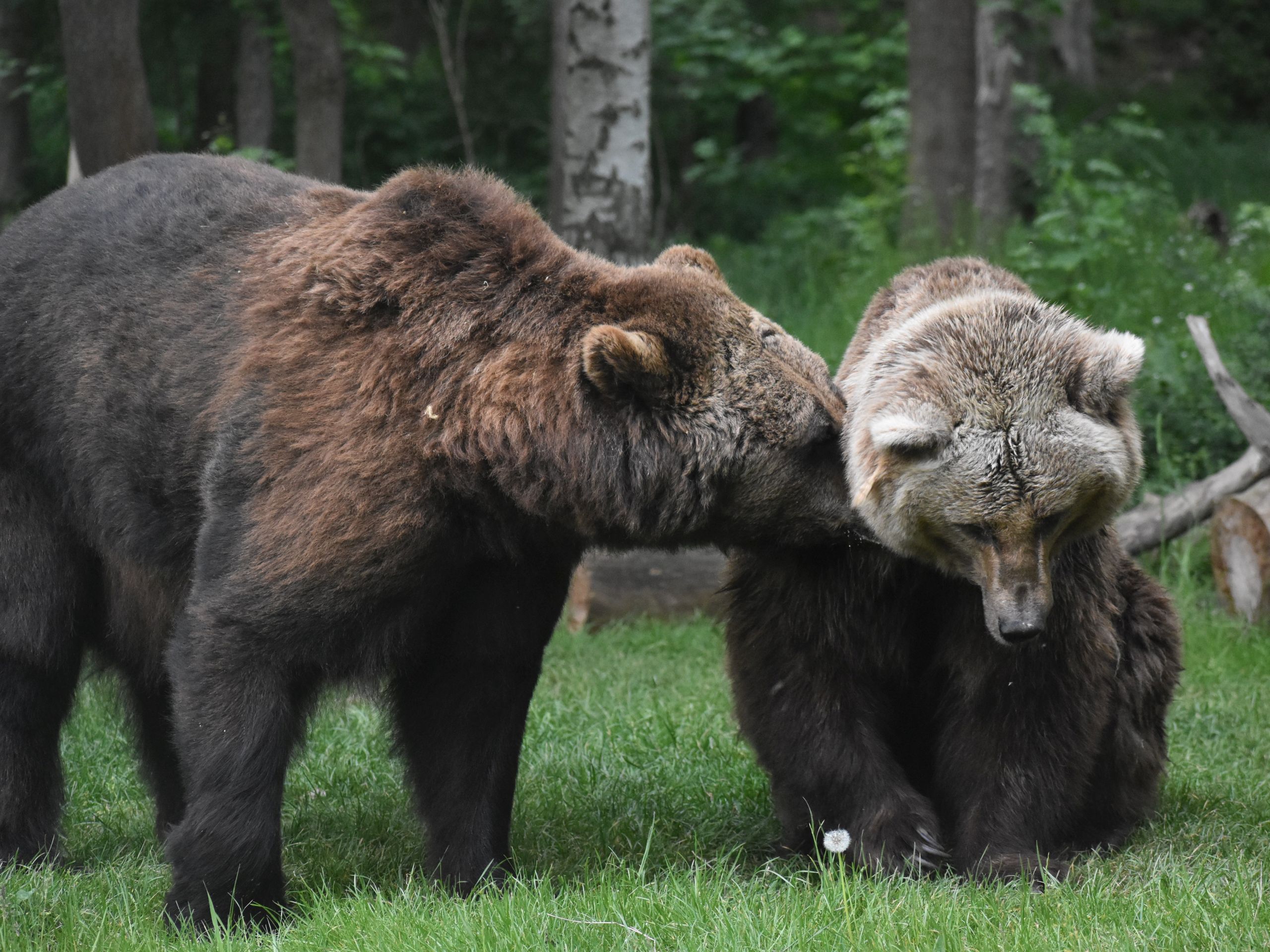 Alternativer Bärenpark Worbis - Bären Pedro und Doro