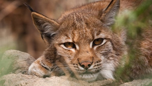 Luchs im Wildpark Knüll