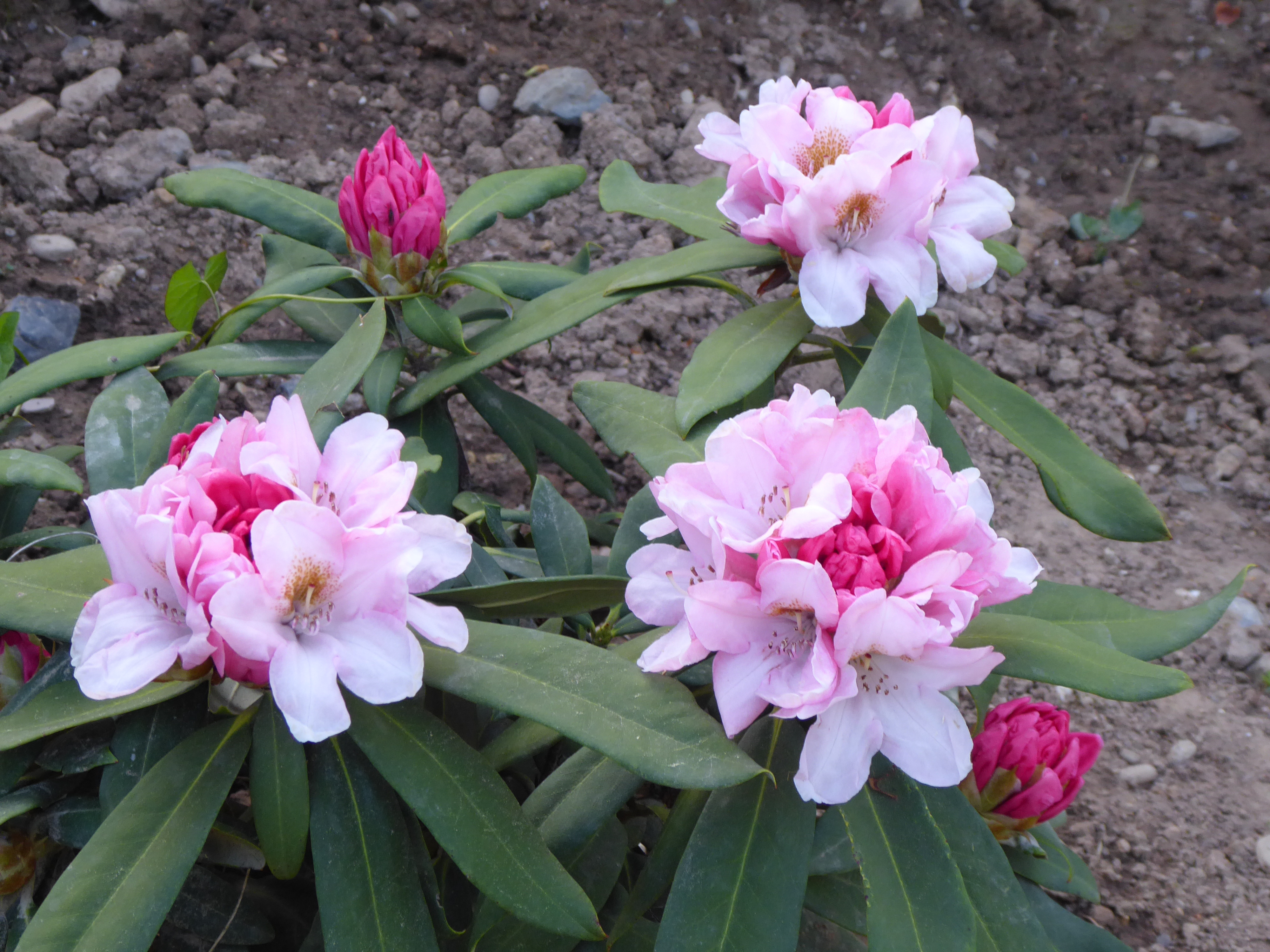 Rhododendrongarten