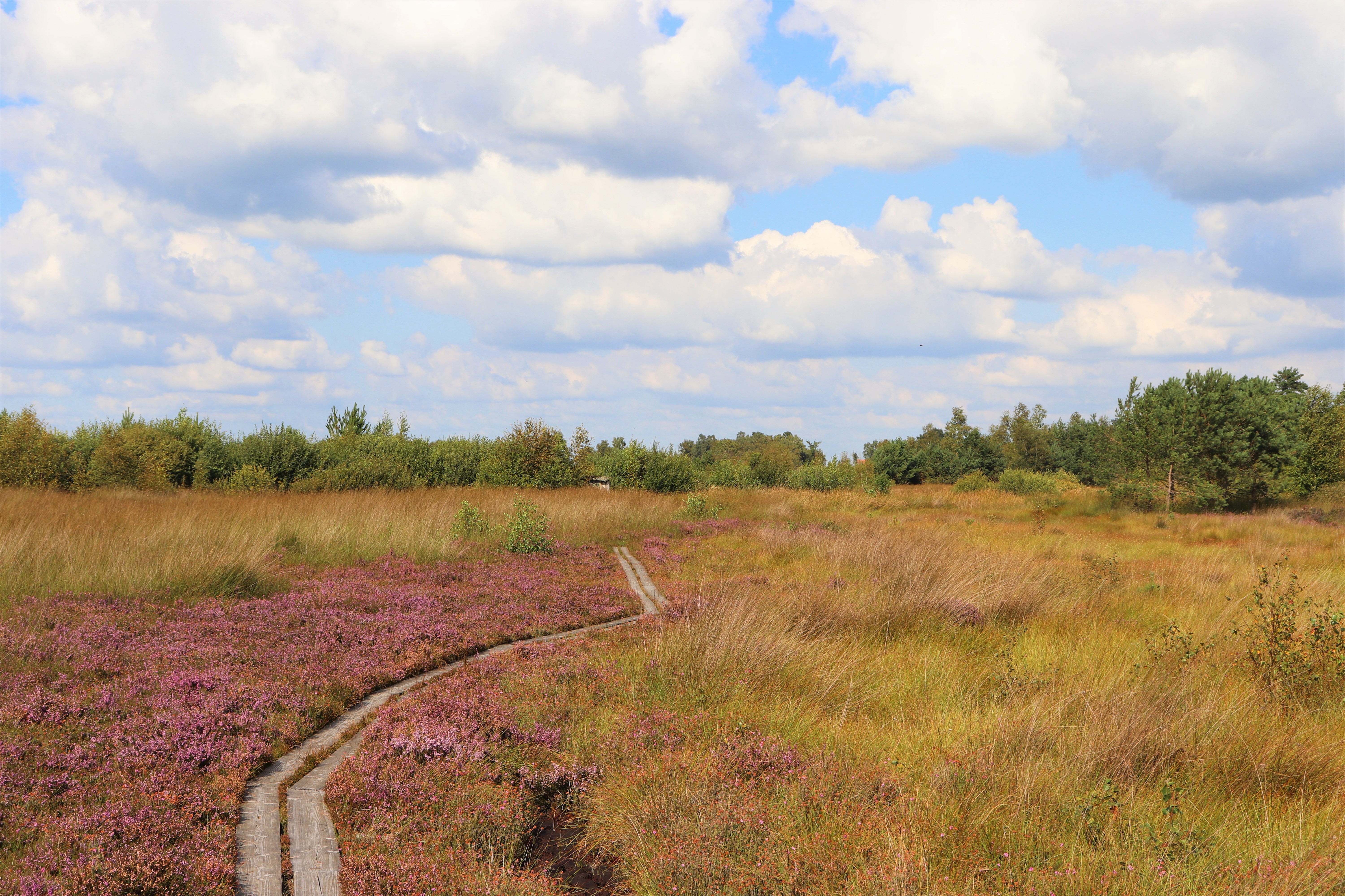 Moorpadd Neustädter Moor - "Spurwechsel"