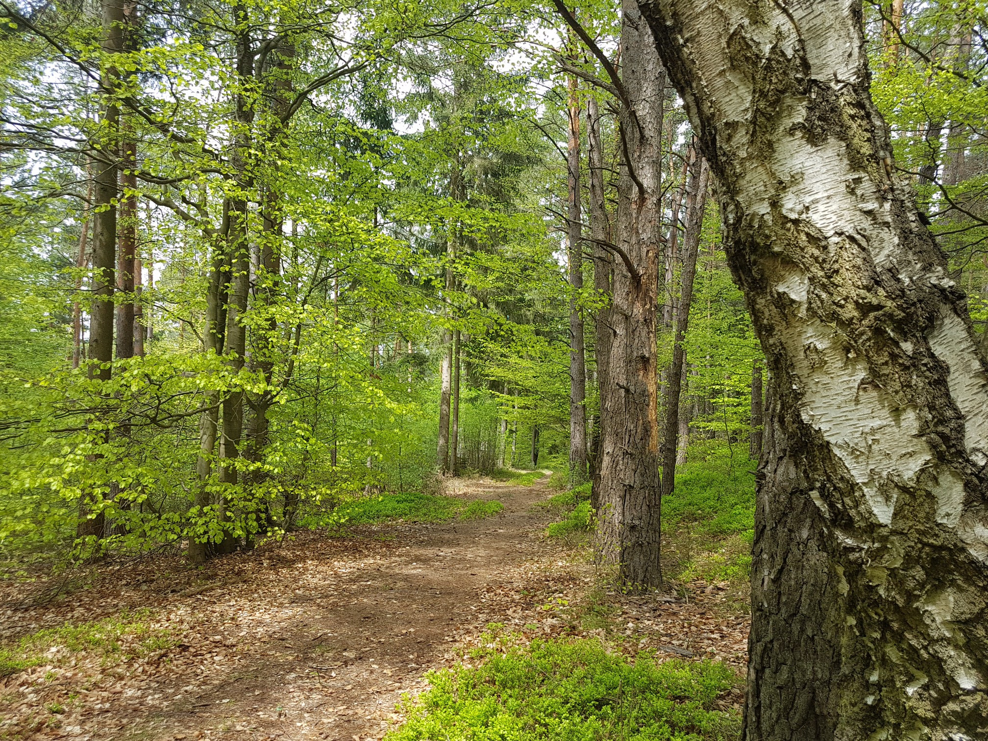 Wanderweg im Frühling