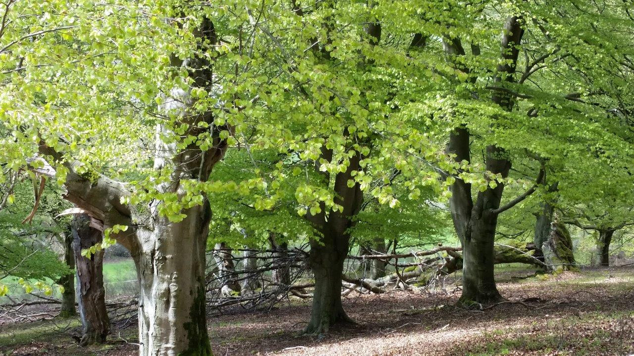 Frisches Grün und alte Bäume