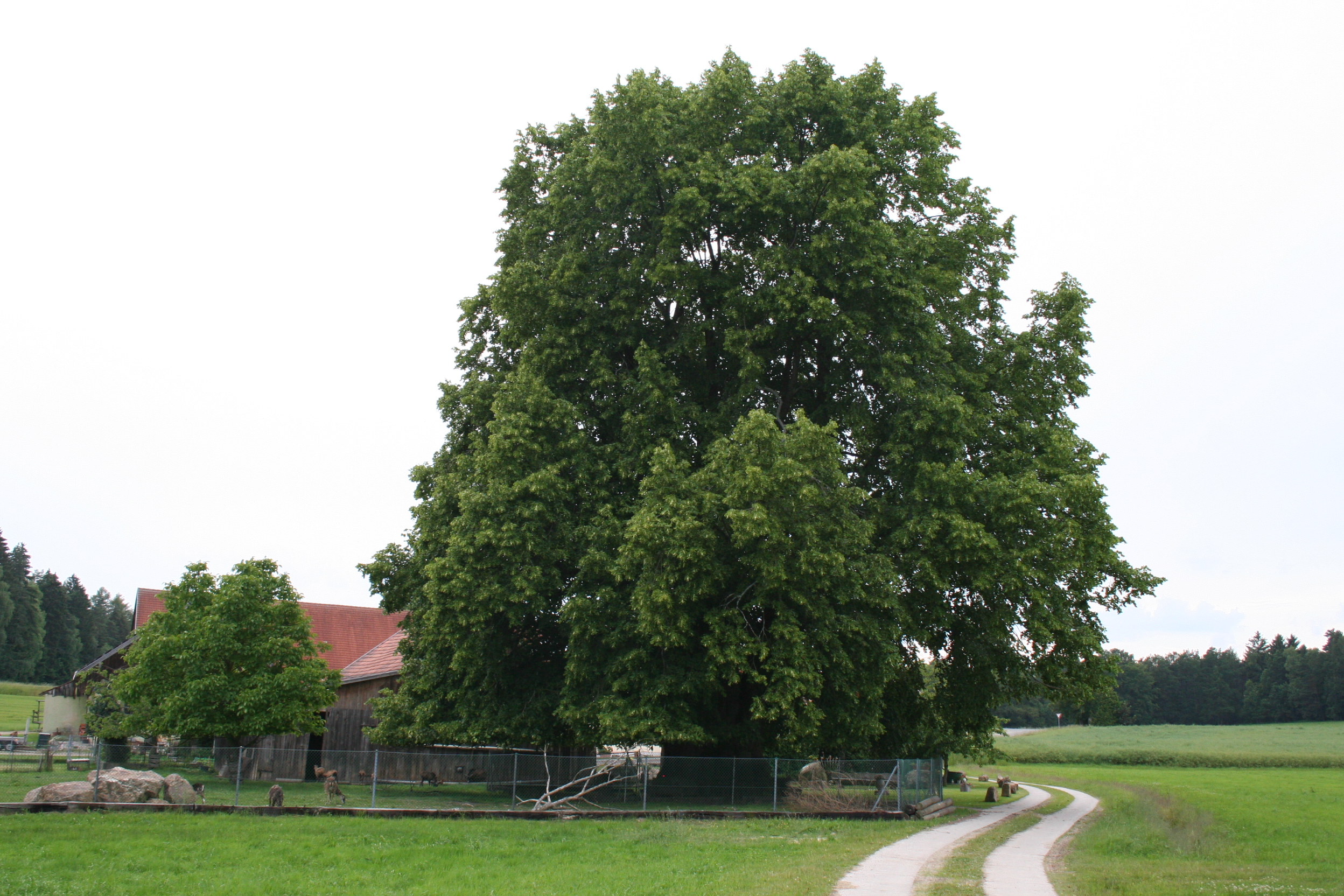 1000-jährige Linde - Oberpfälzer Wald - Ihr Urlaub in Bayern, Radfahren ...