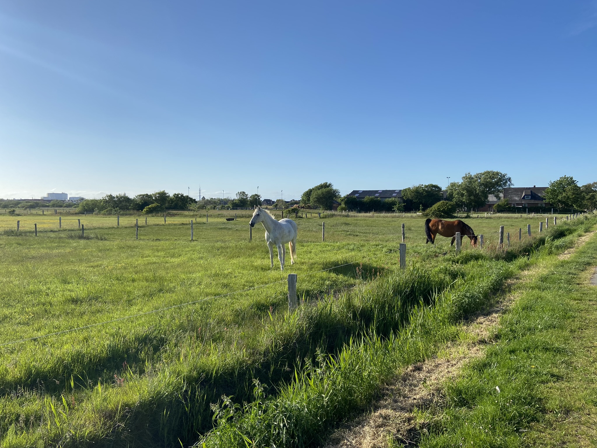 PferdehofSylt